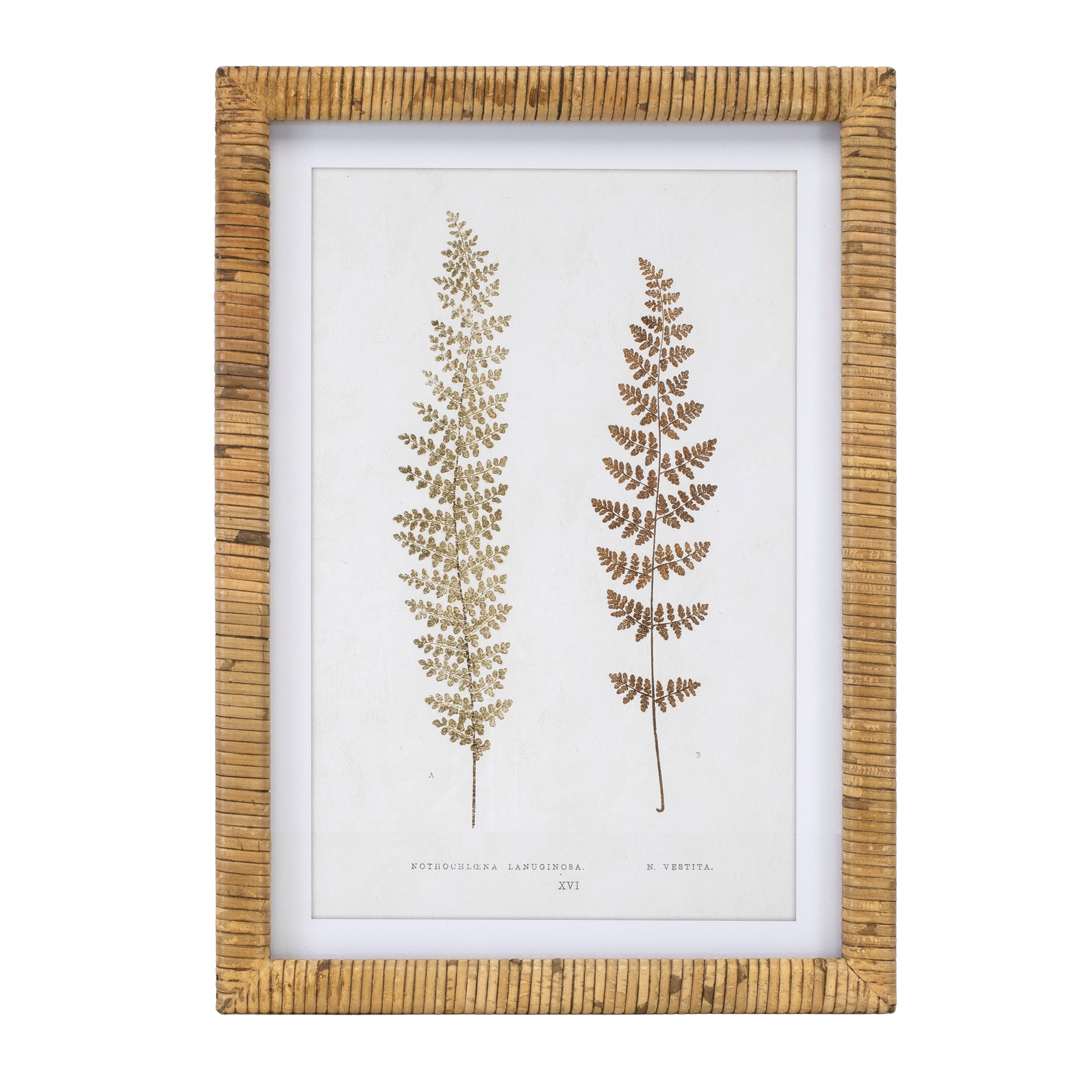 Wood Framed Fern Print, Set of 4