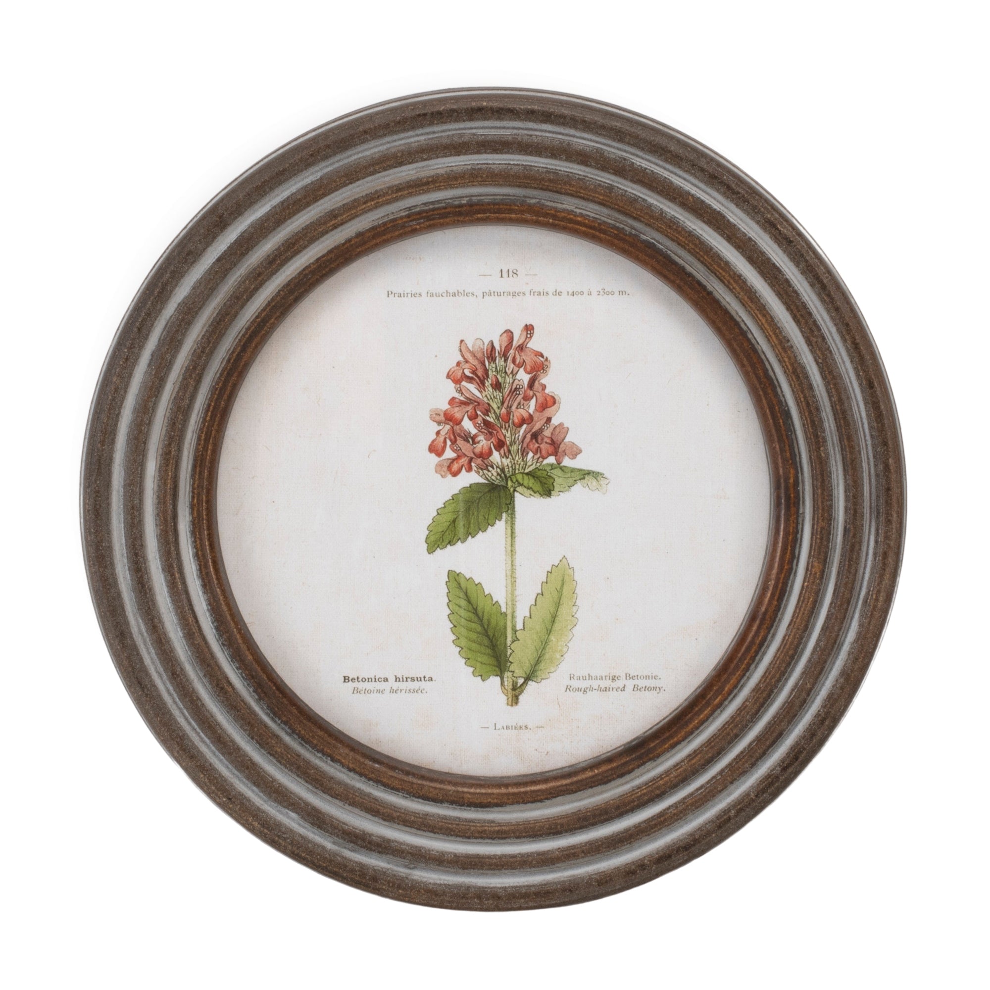 Round Framed Floral Print, Set of 6