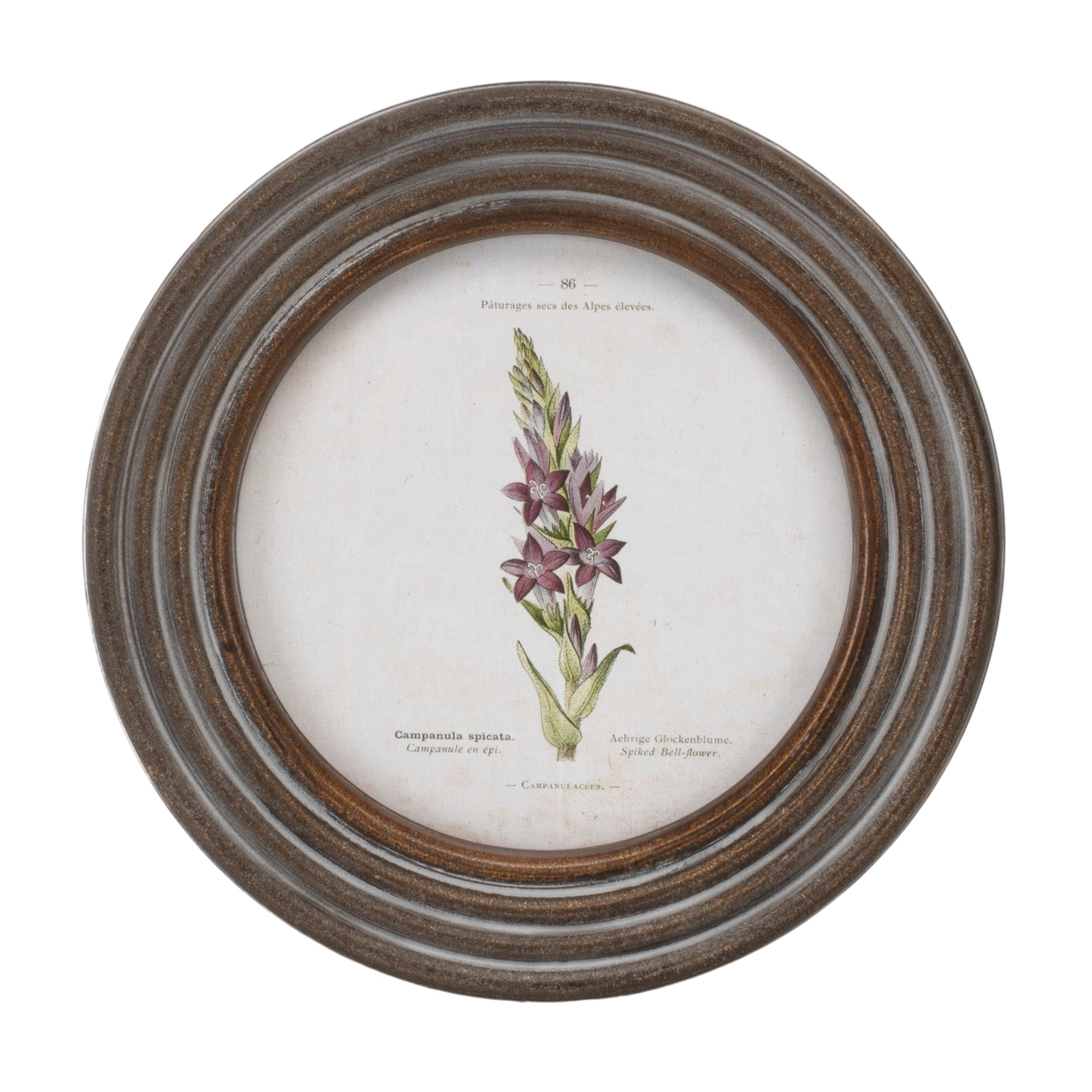 Round Framed Floral Print, Set of 6