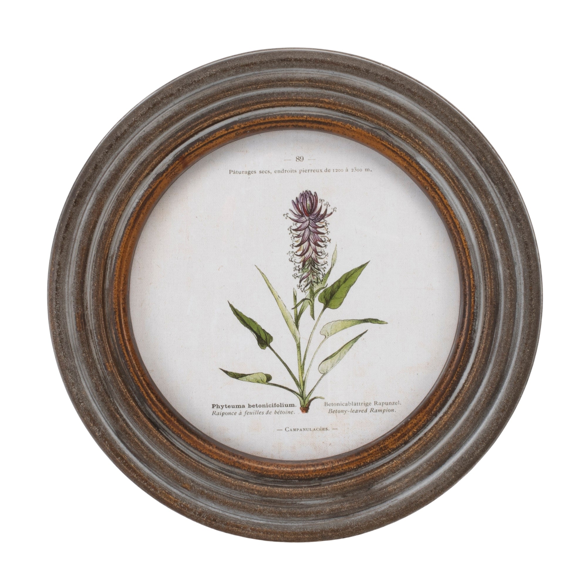 Round Framed Floral Print, Set of 6