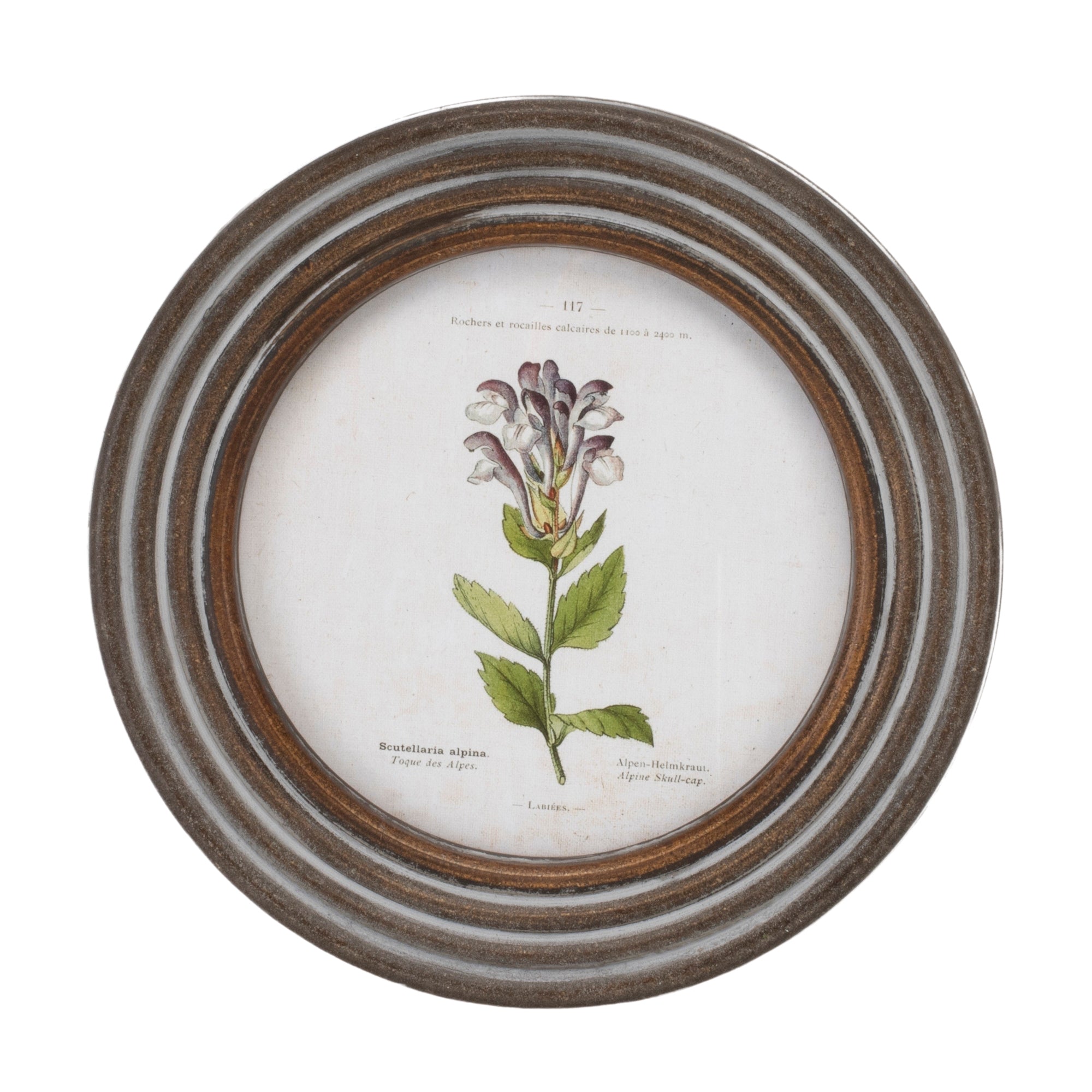 Round Framed Floral Print, Set of 6