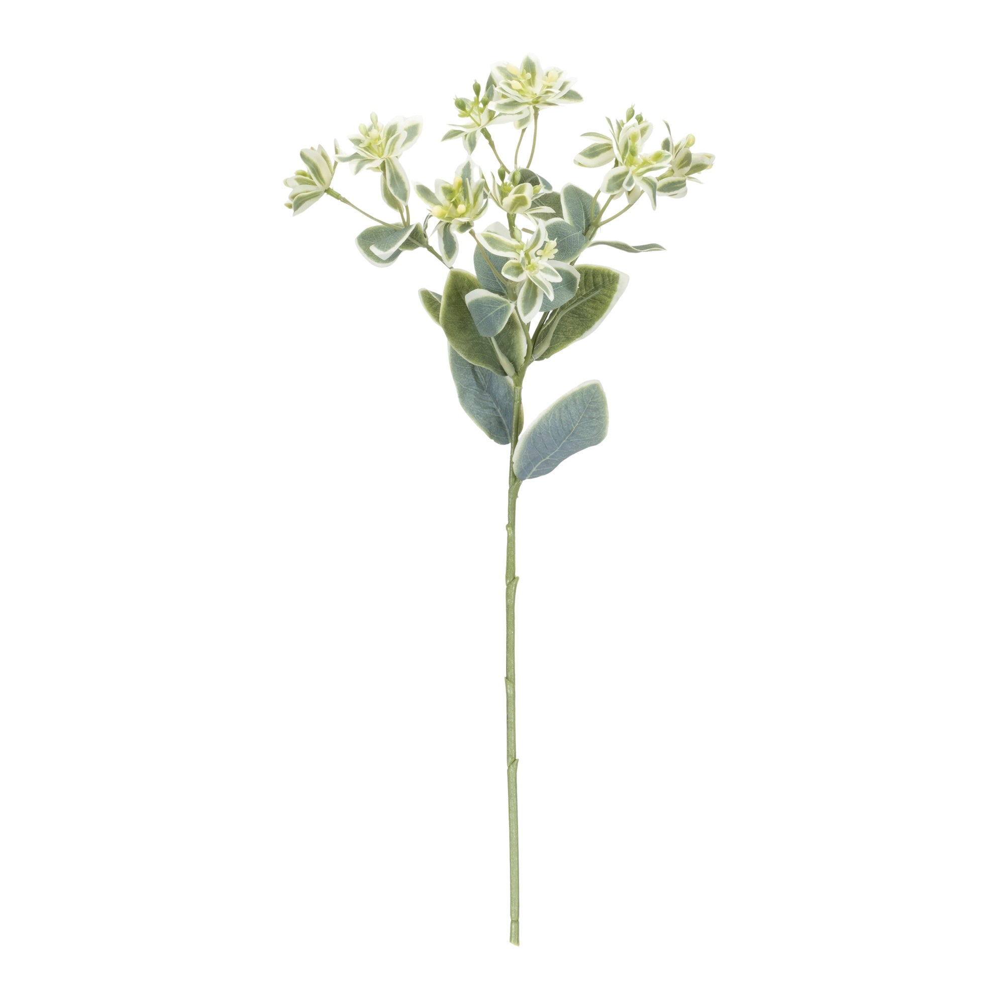 Euphorbia Floral Stem, Set of 6
