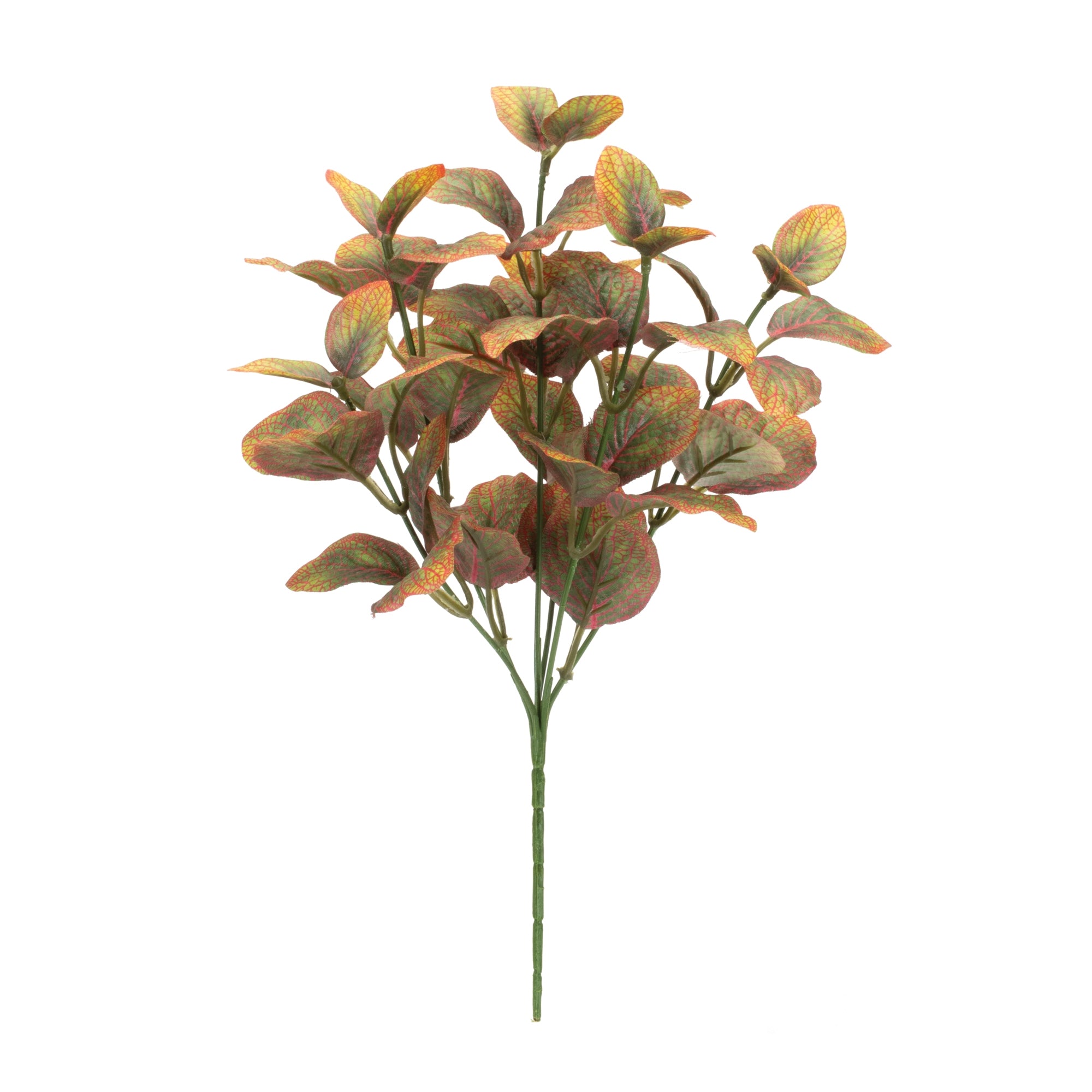 Variegated Foliage Plant, Set of 6