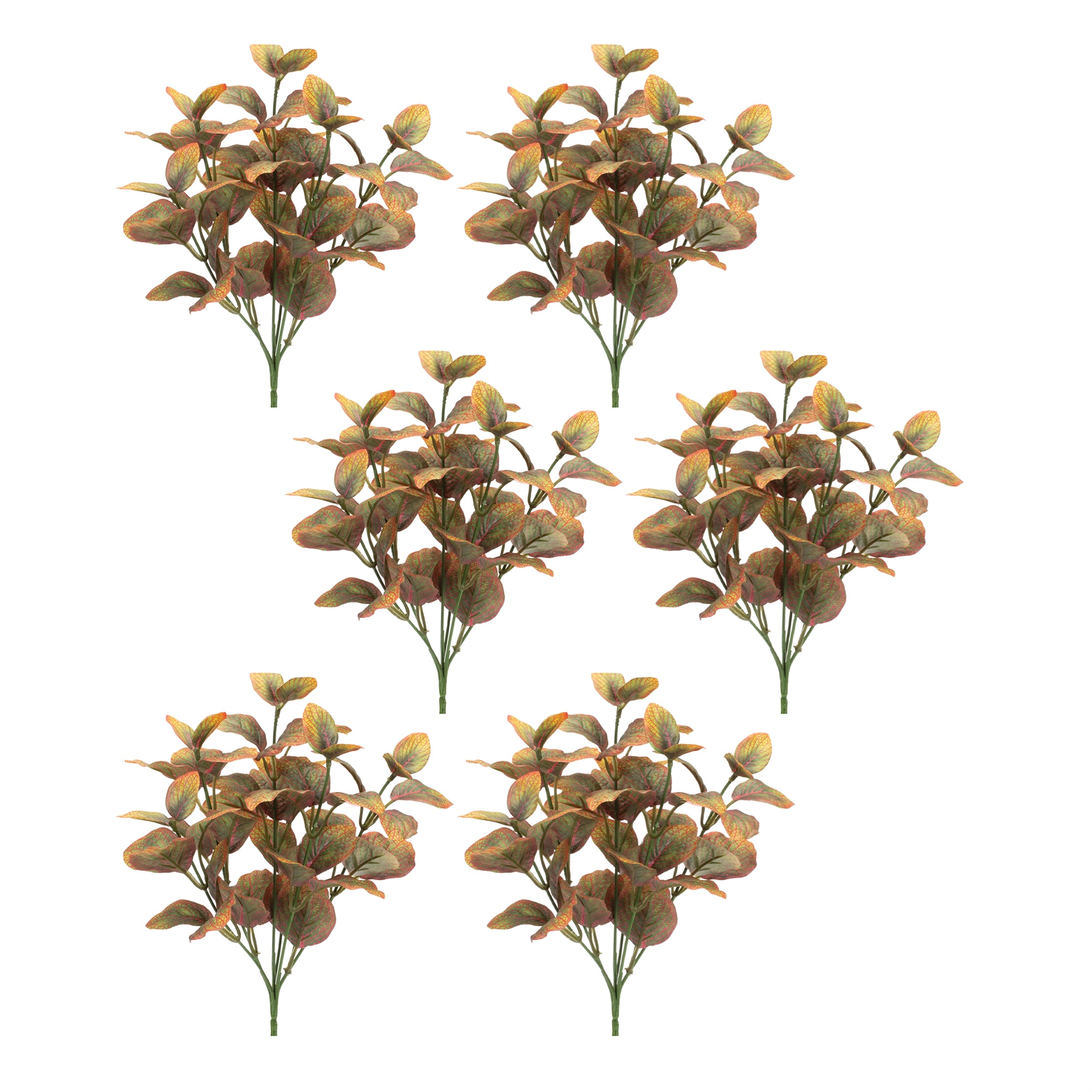 Variegated Foliage Plant, Set of 6