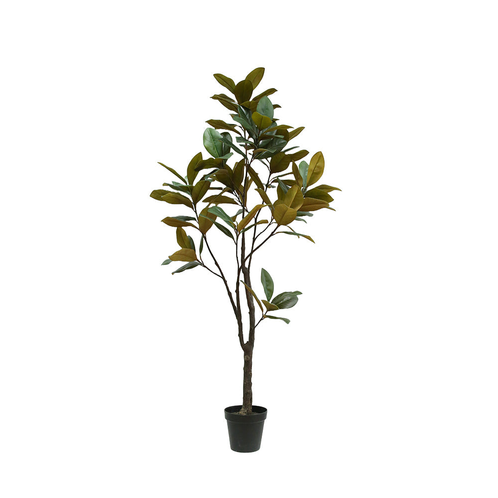 7' Magnolia Tree on White Background