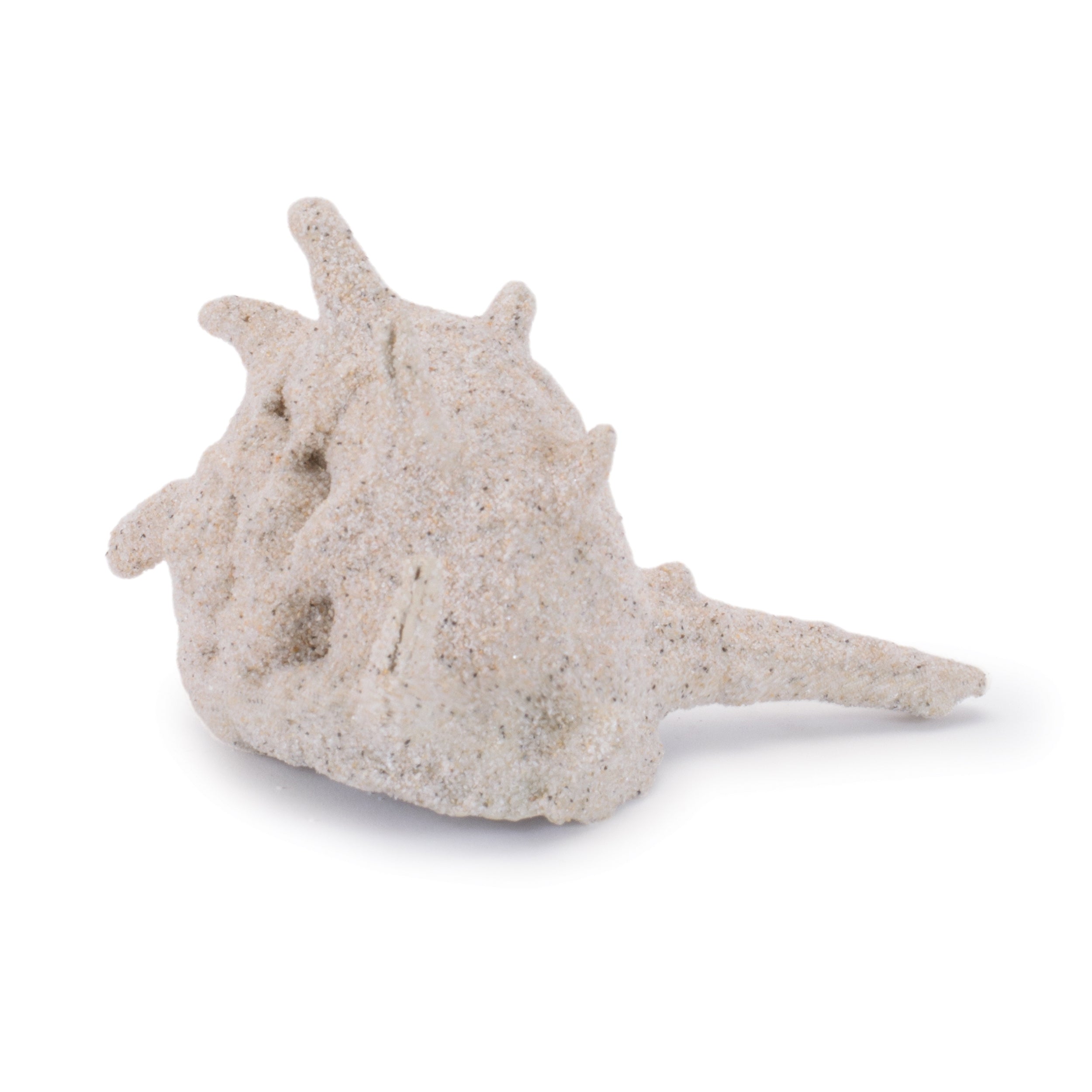 Sea Shell Filler Decor, Set of 12