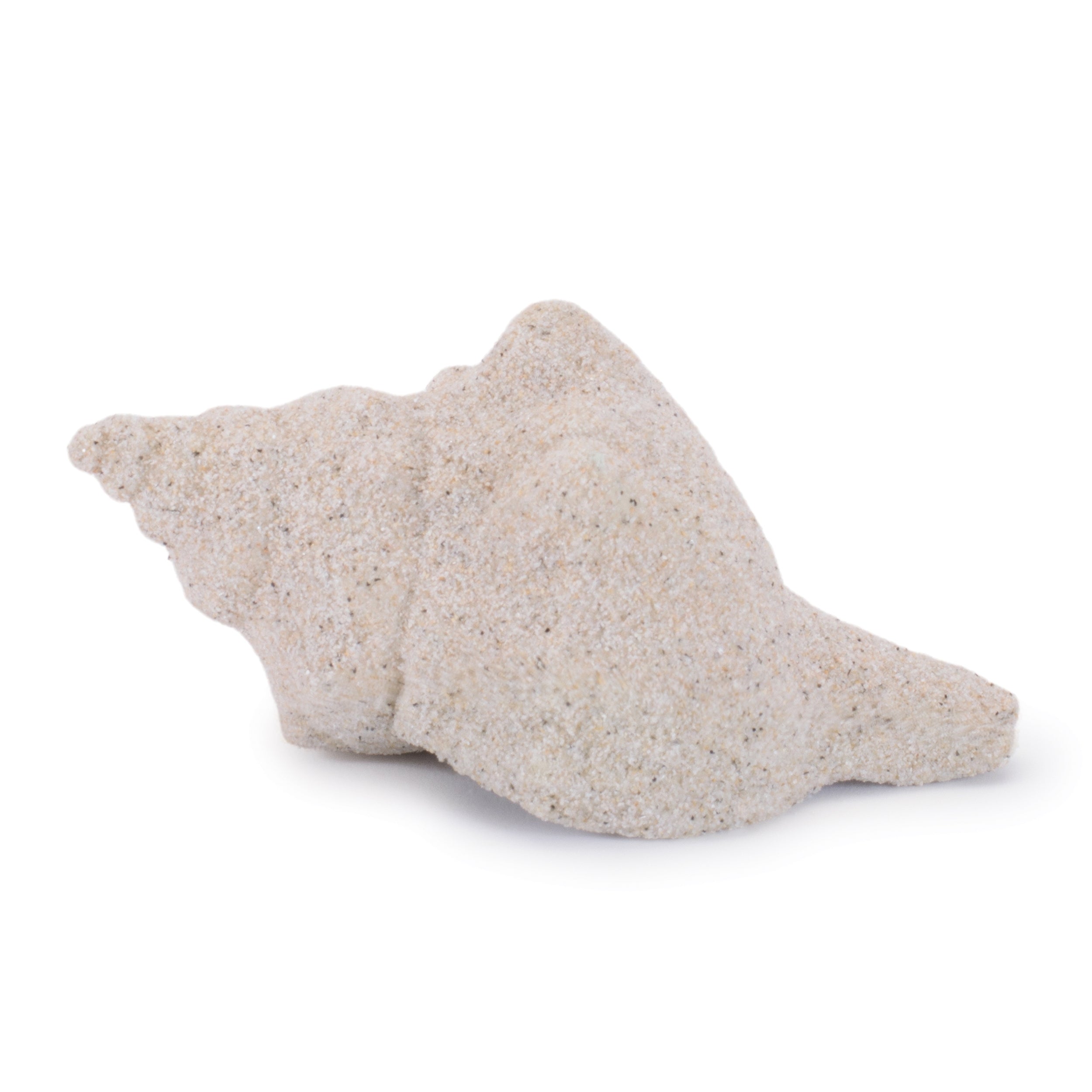Sea Shell Filler Decor, Set of 12