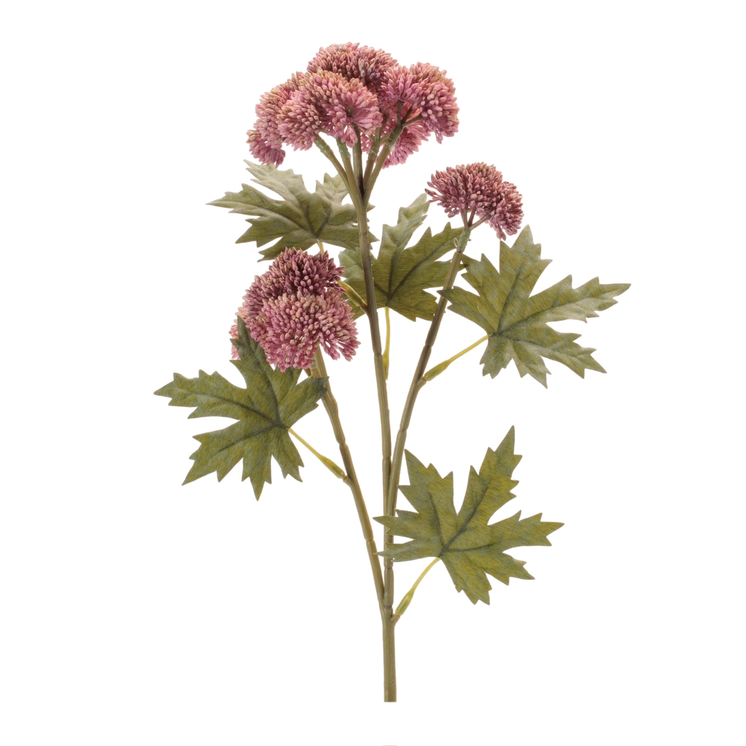 Sedum Succulent Spray, Set of 6