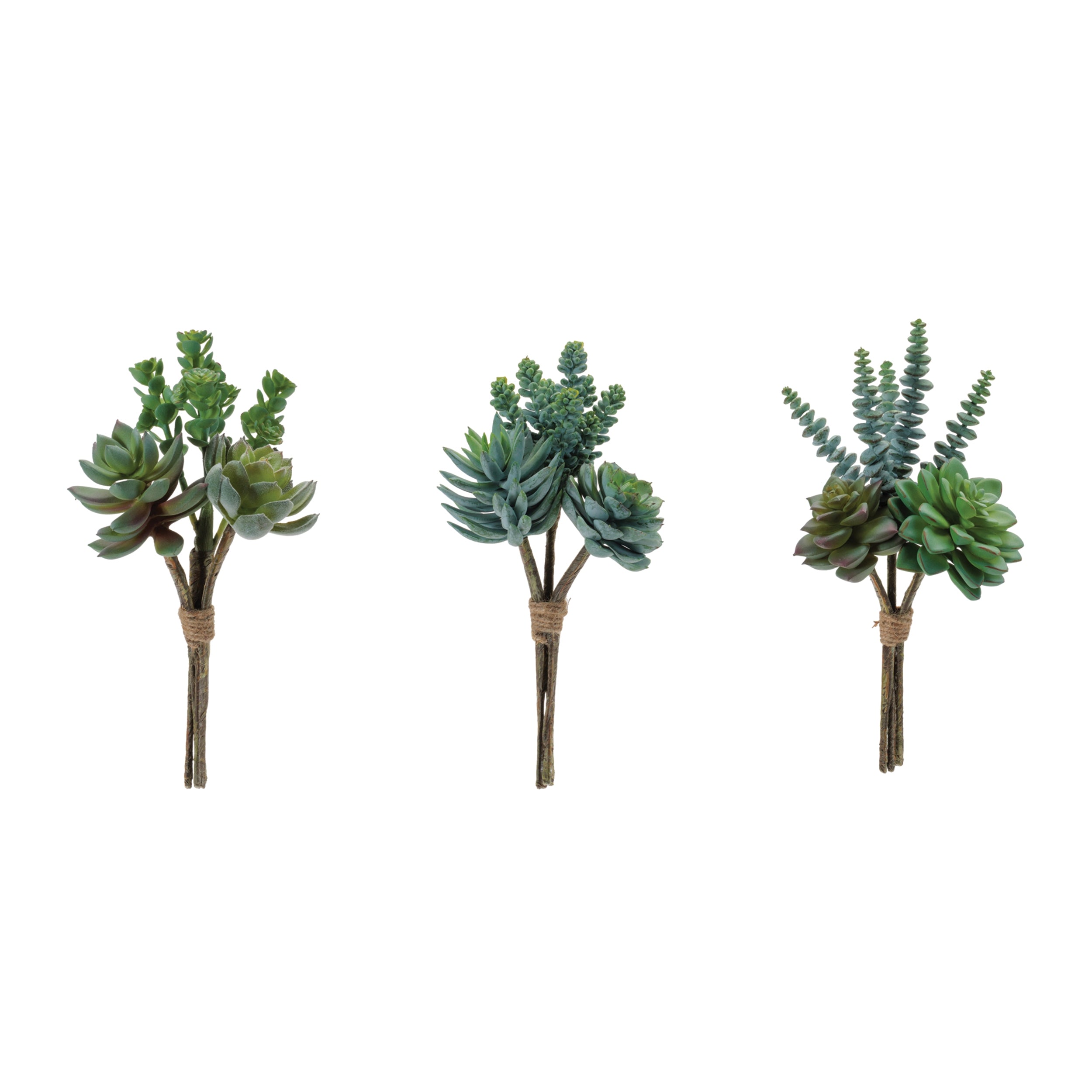 Succulent Bundle, Set of 6