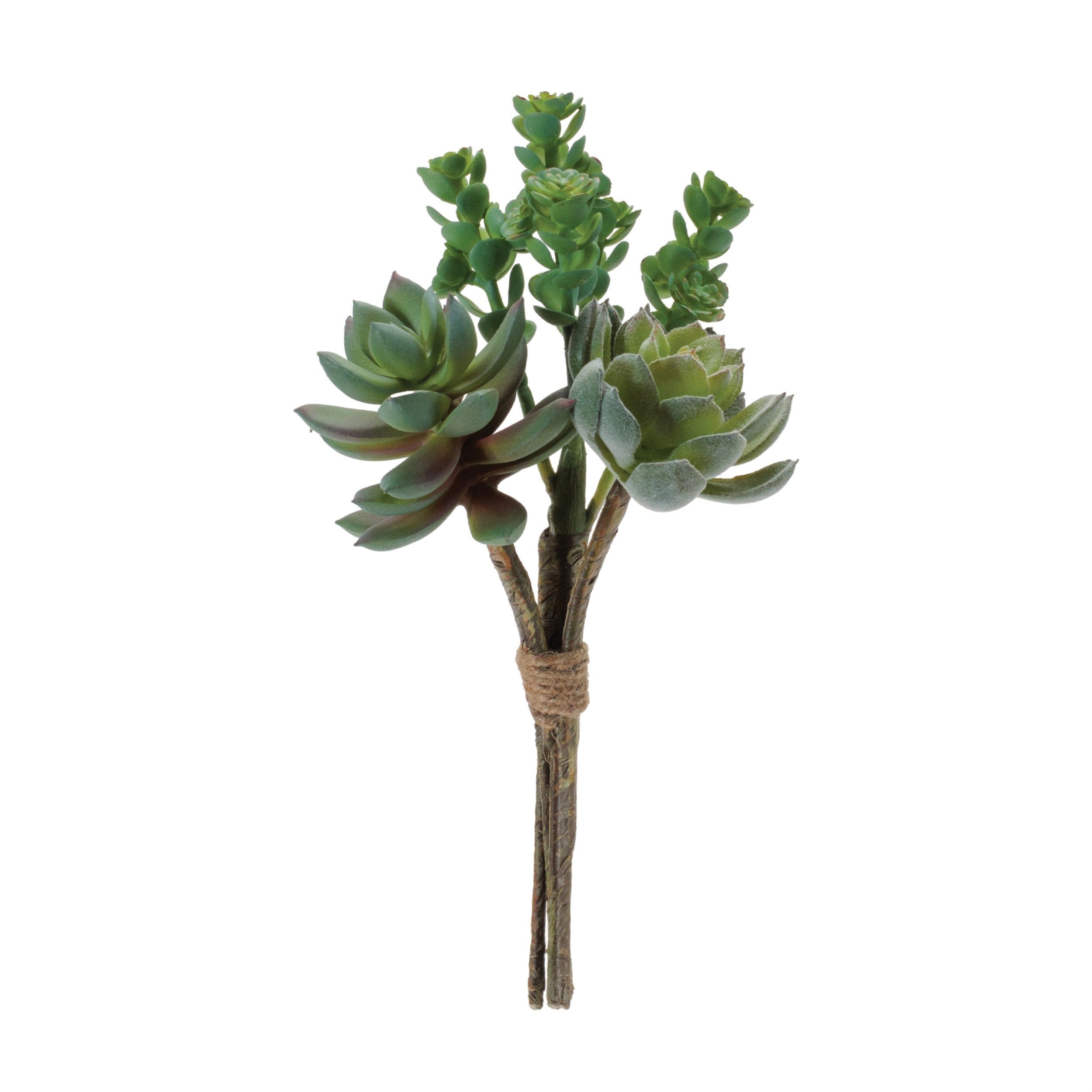 Succulent Bundle, Set of 6