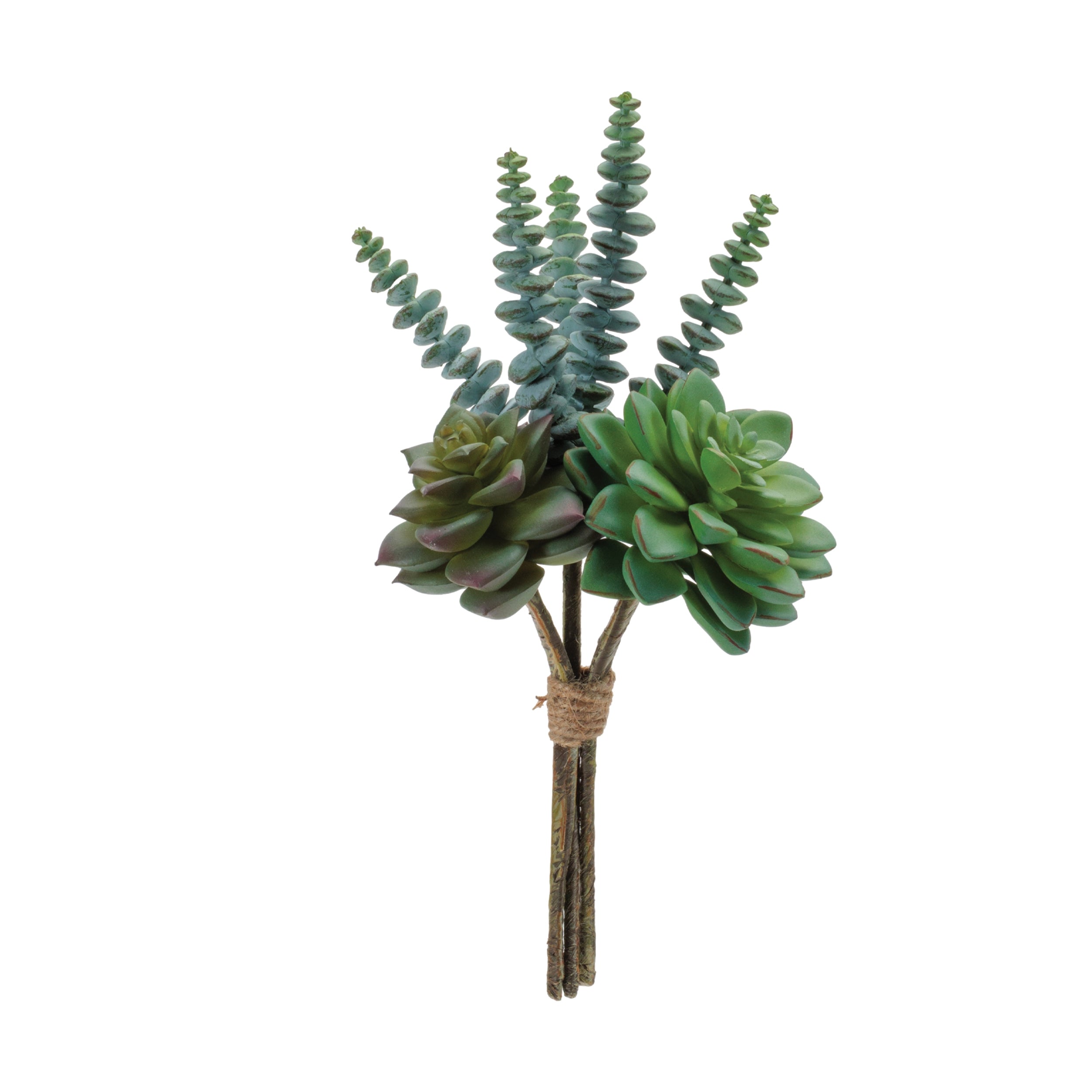 Succulent Bundle, Set of 6