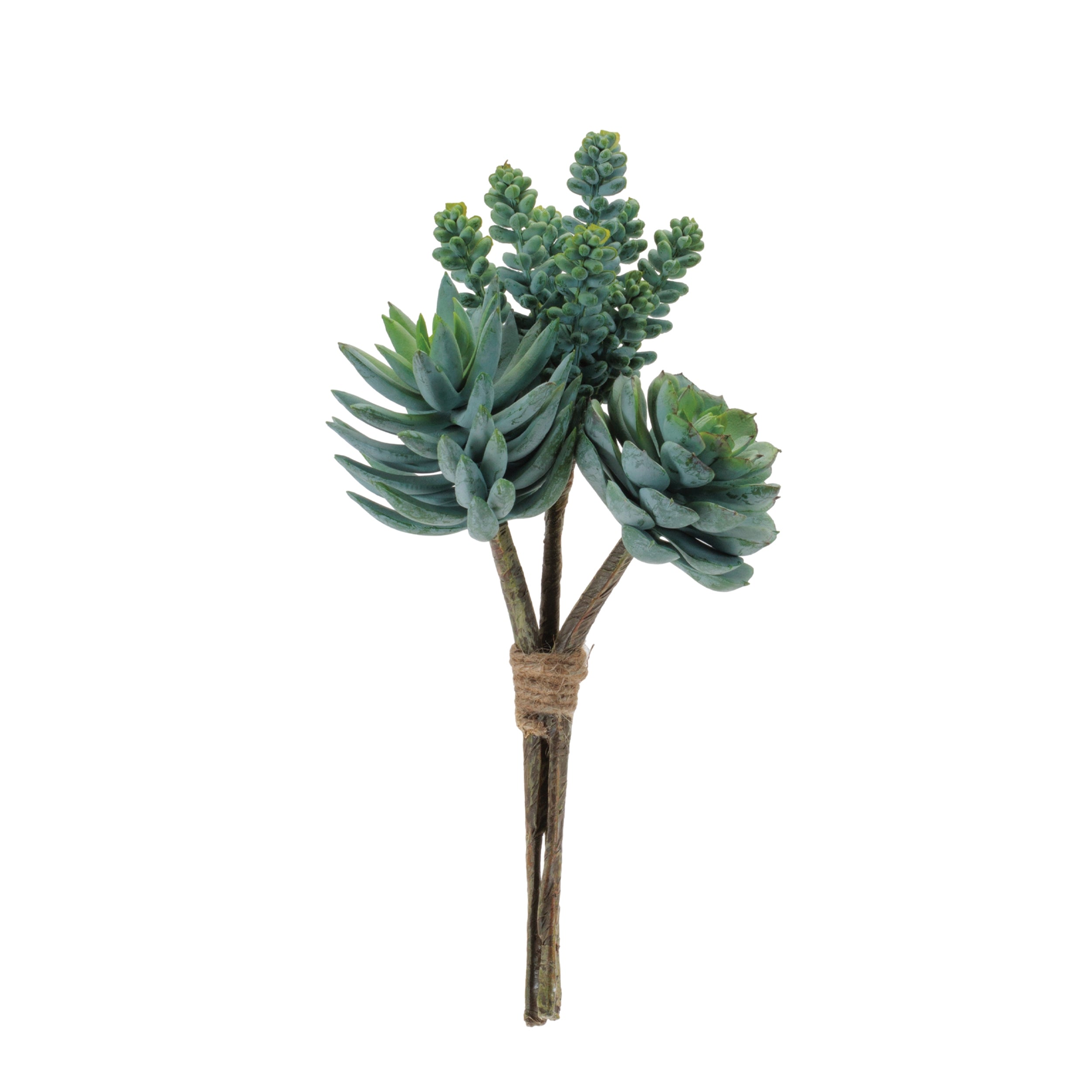 Succulent Bundle, Set of 6