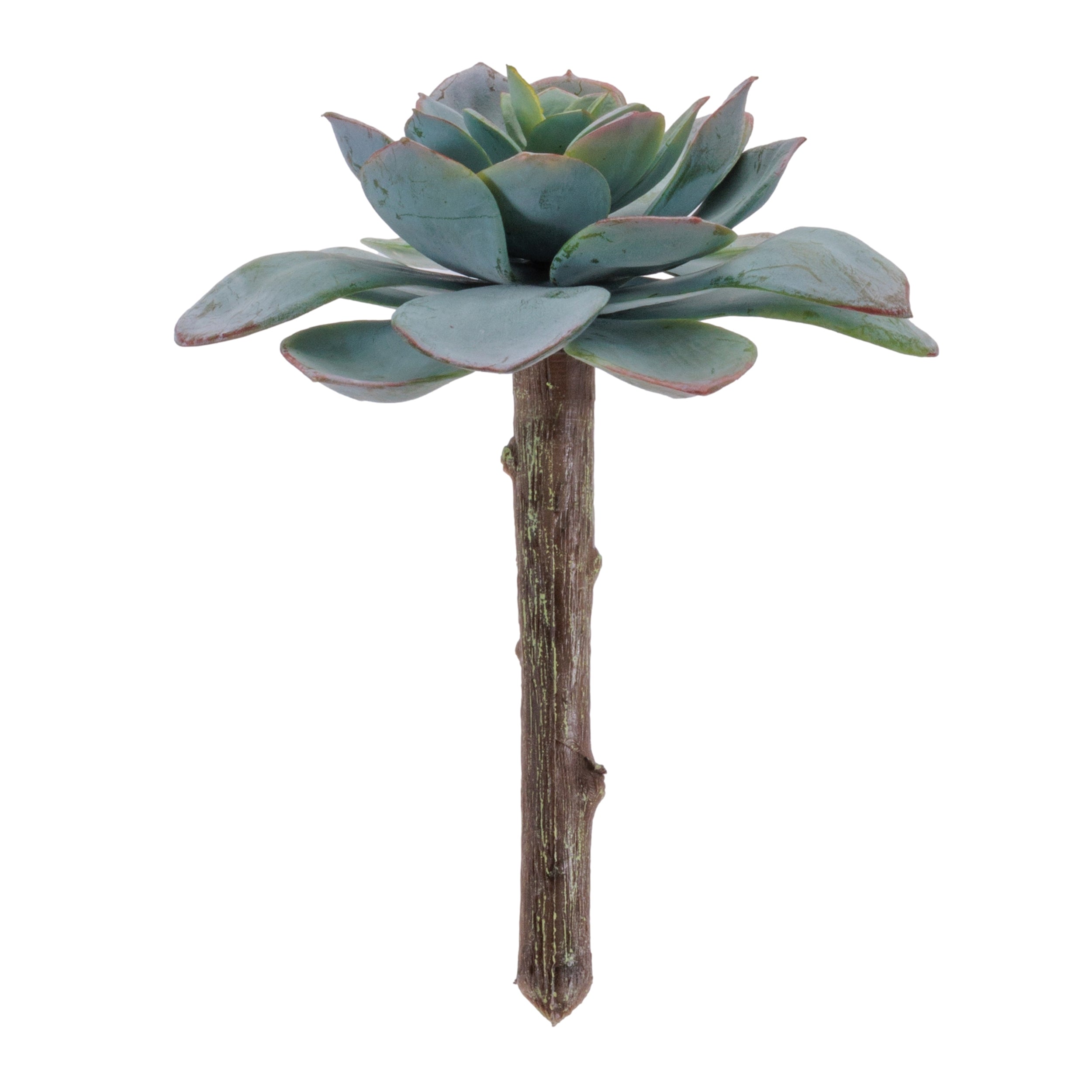 Echeveria Blue Sky Succulent Plant Pick, Set of 12