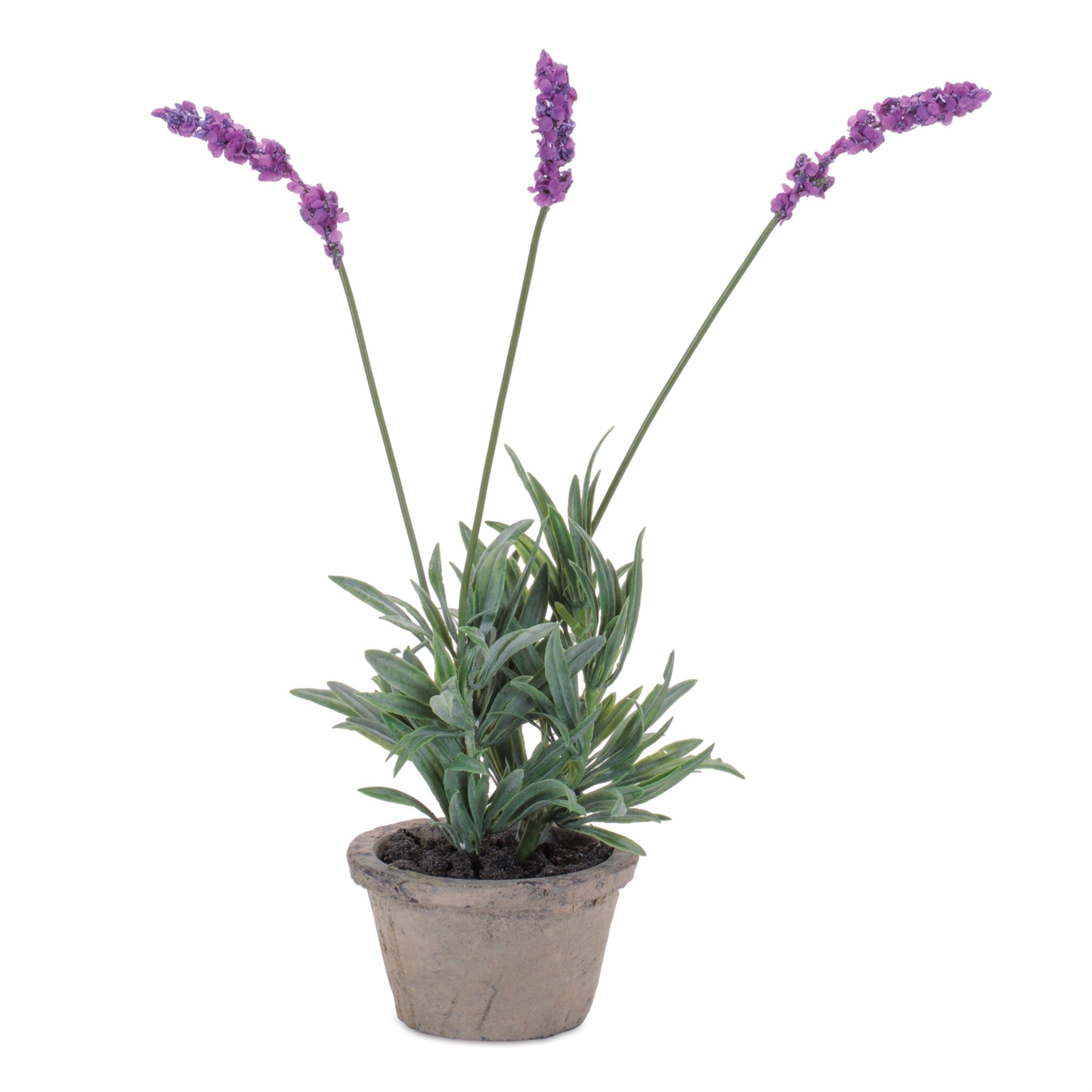 Potted Lavender