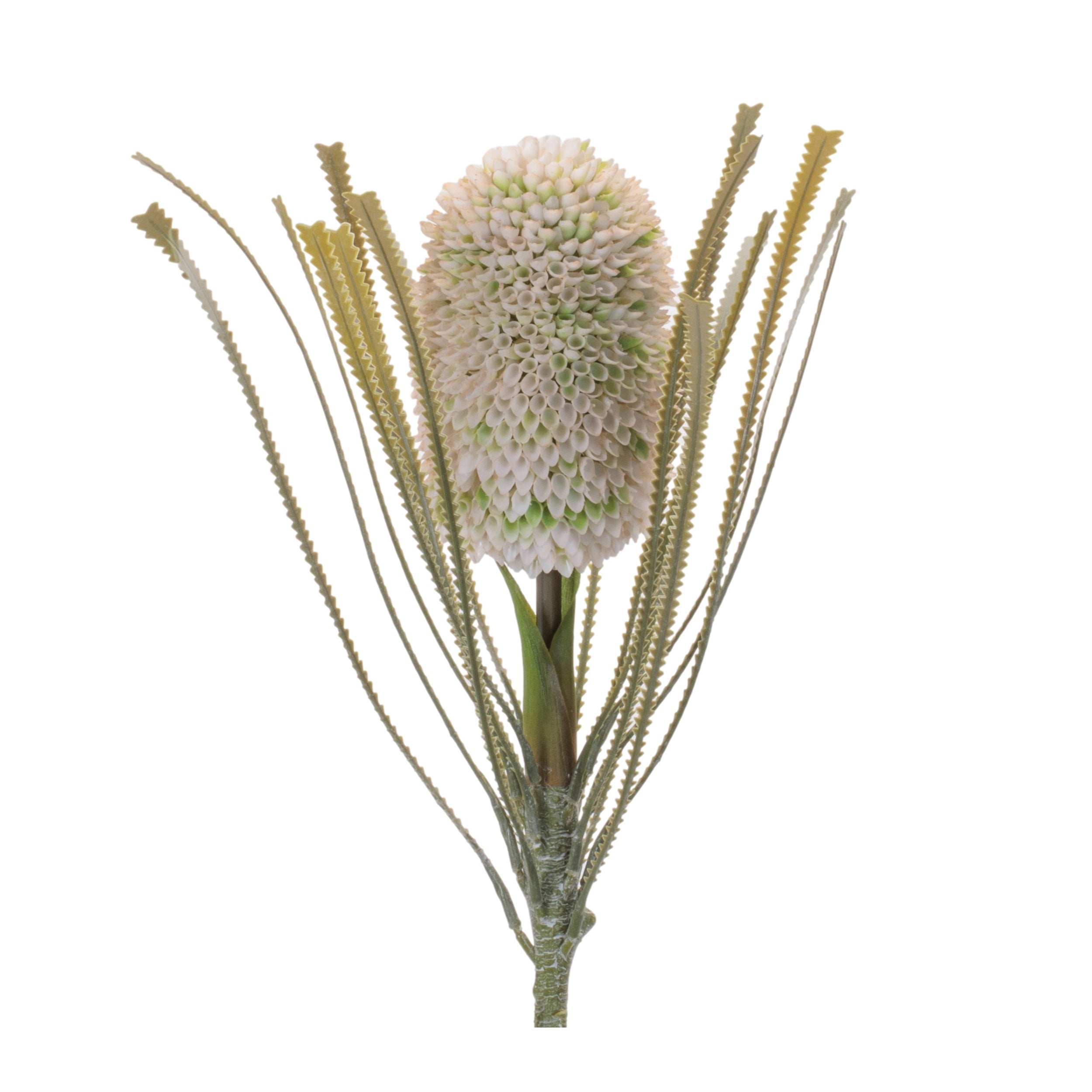 Green Protea Floral Stem, Set of 2