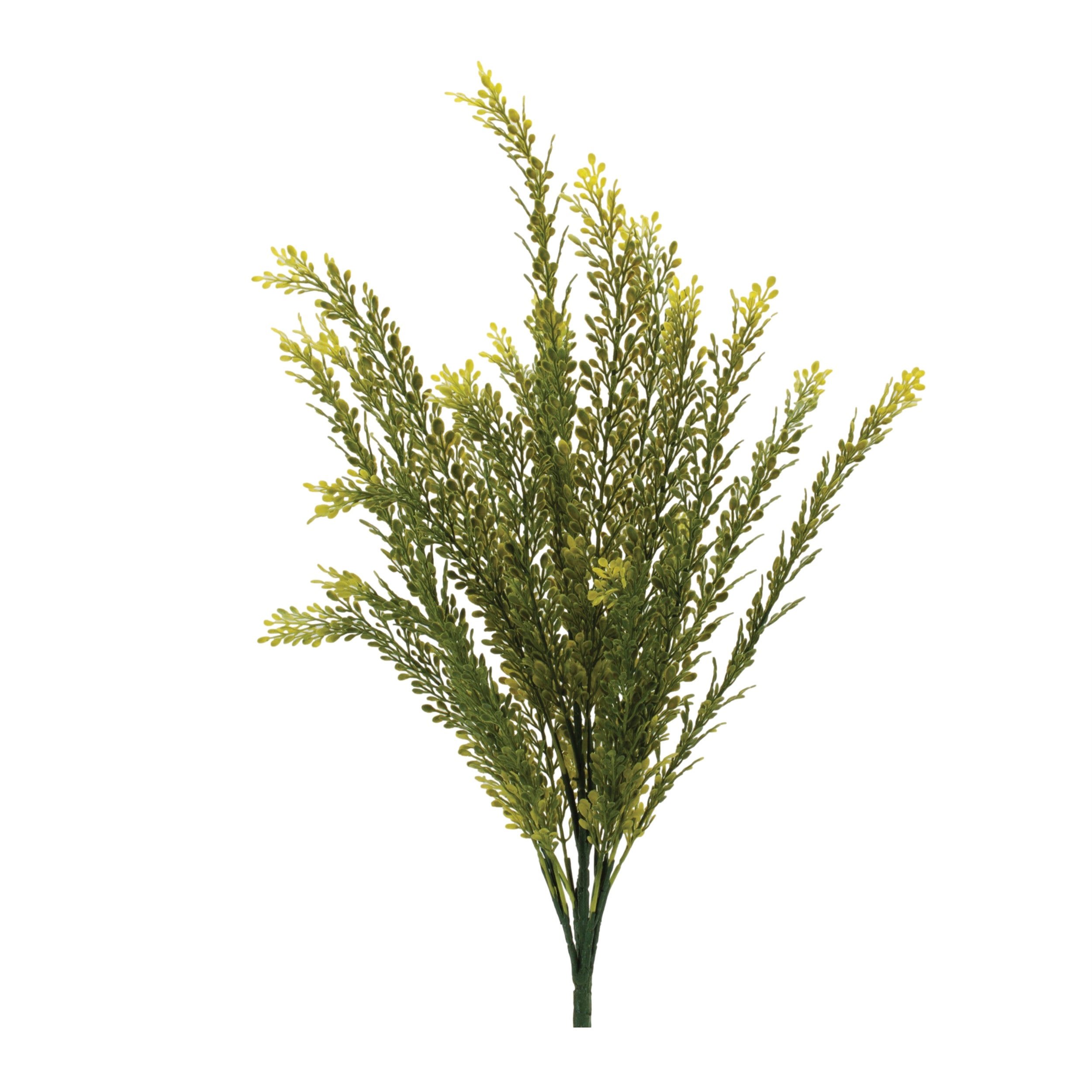 Baby Tears Foliage Bush, Set of 6