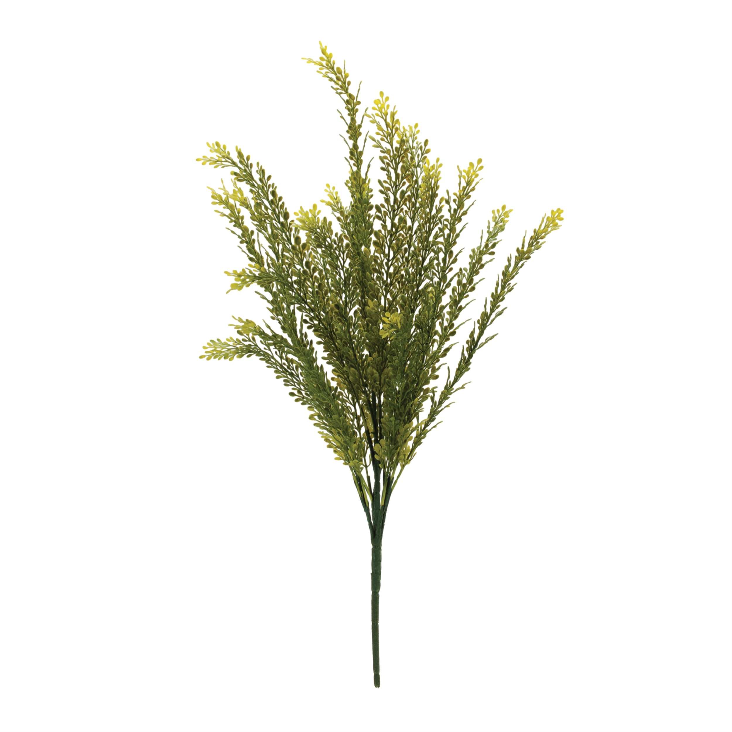Baby Tears Foliage Bush, Set of 6
