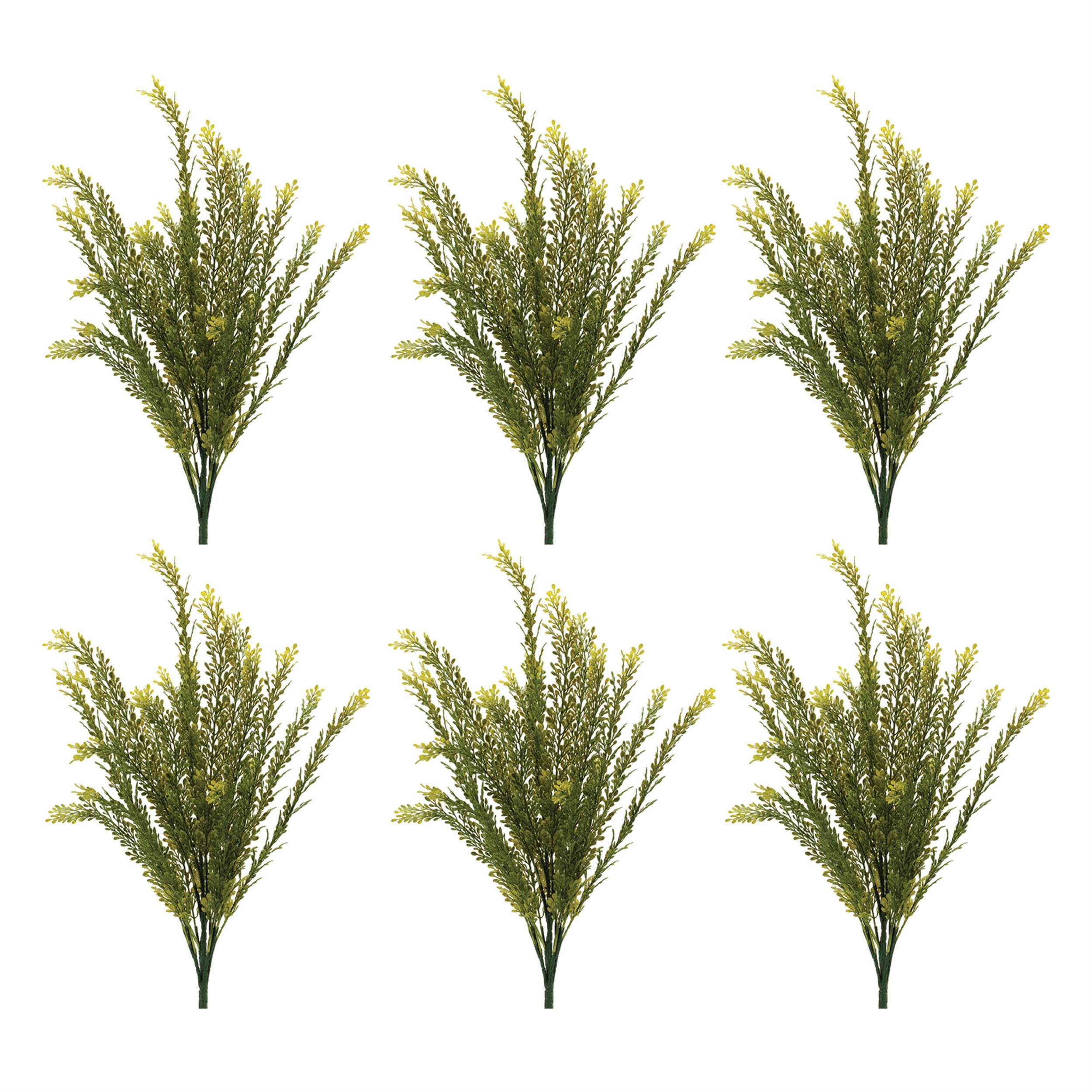 Baby Tears Foliage Bush, Set of 6