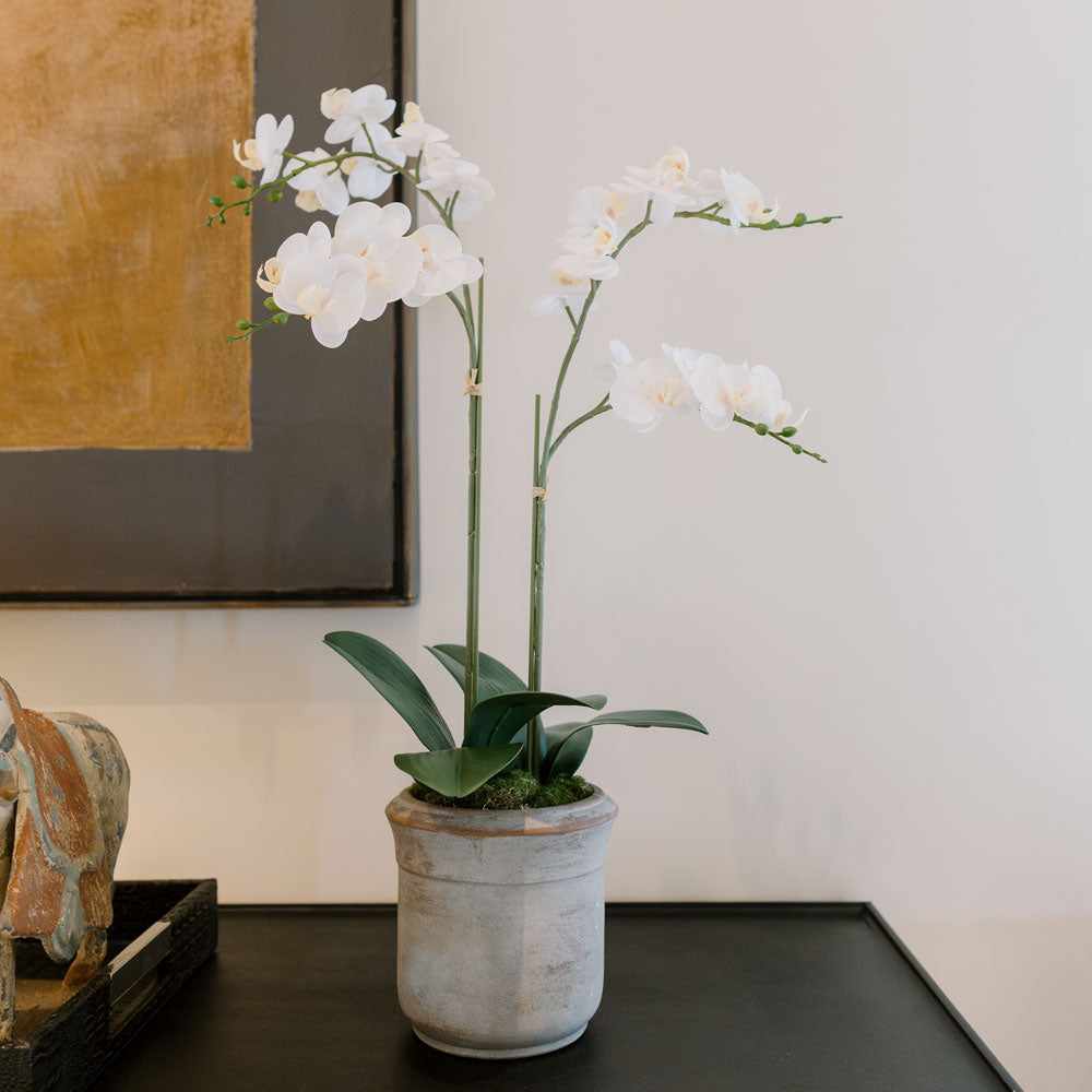 Faux Potted Phalaenopsis Orchid, 24 in