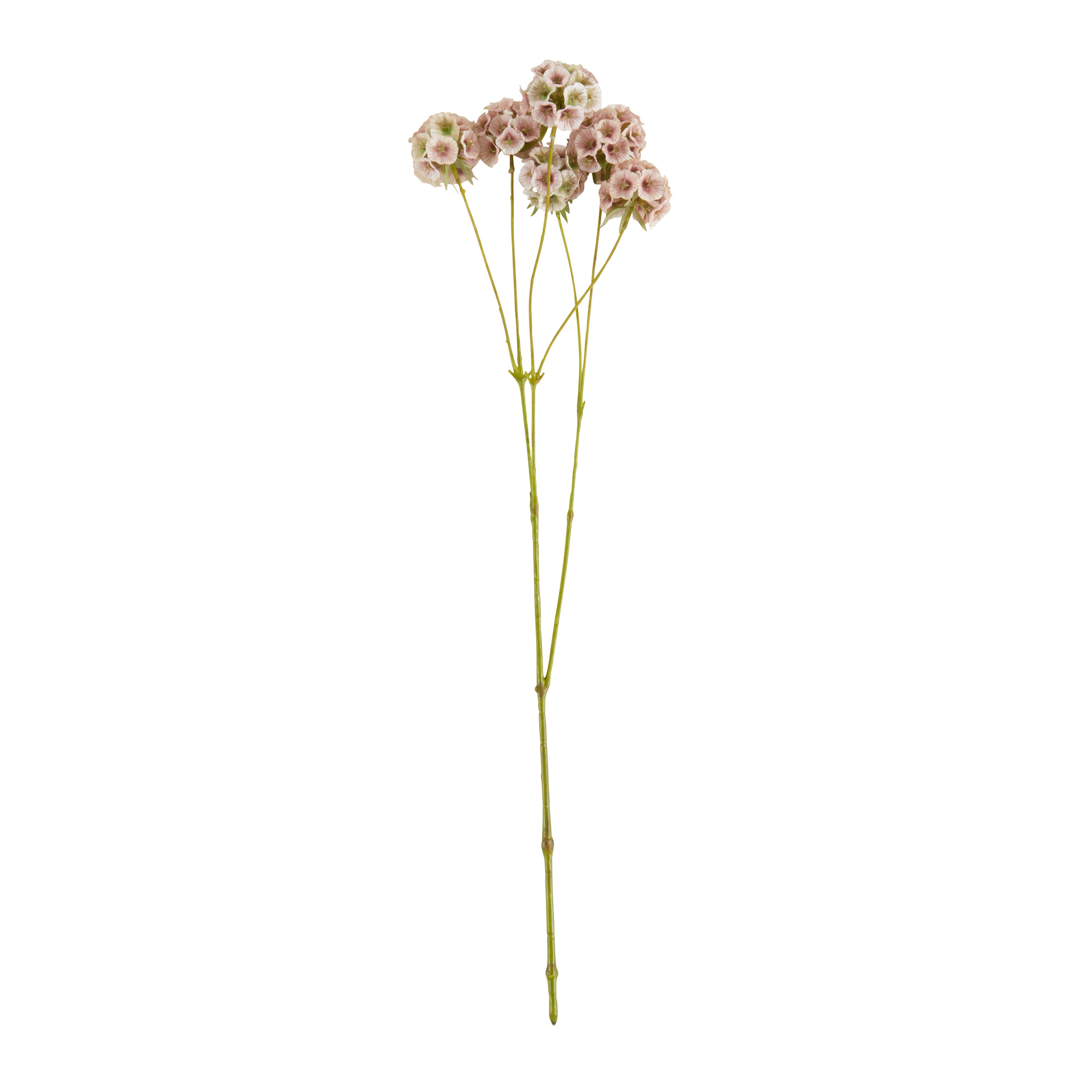Scabiosa Pods Floral Accent , Set of 12