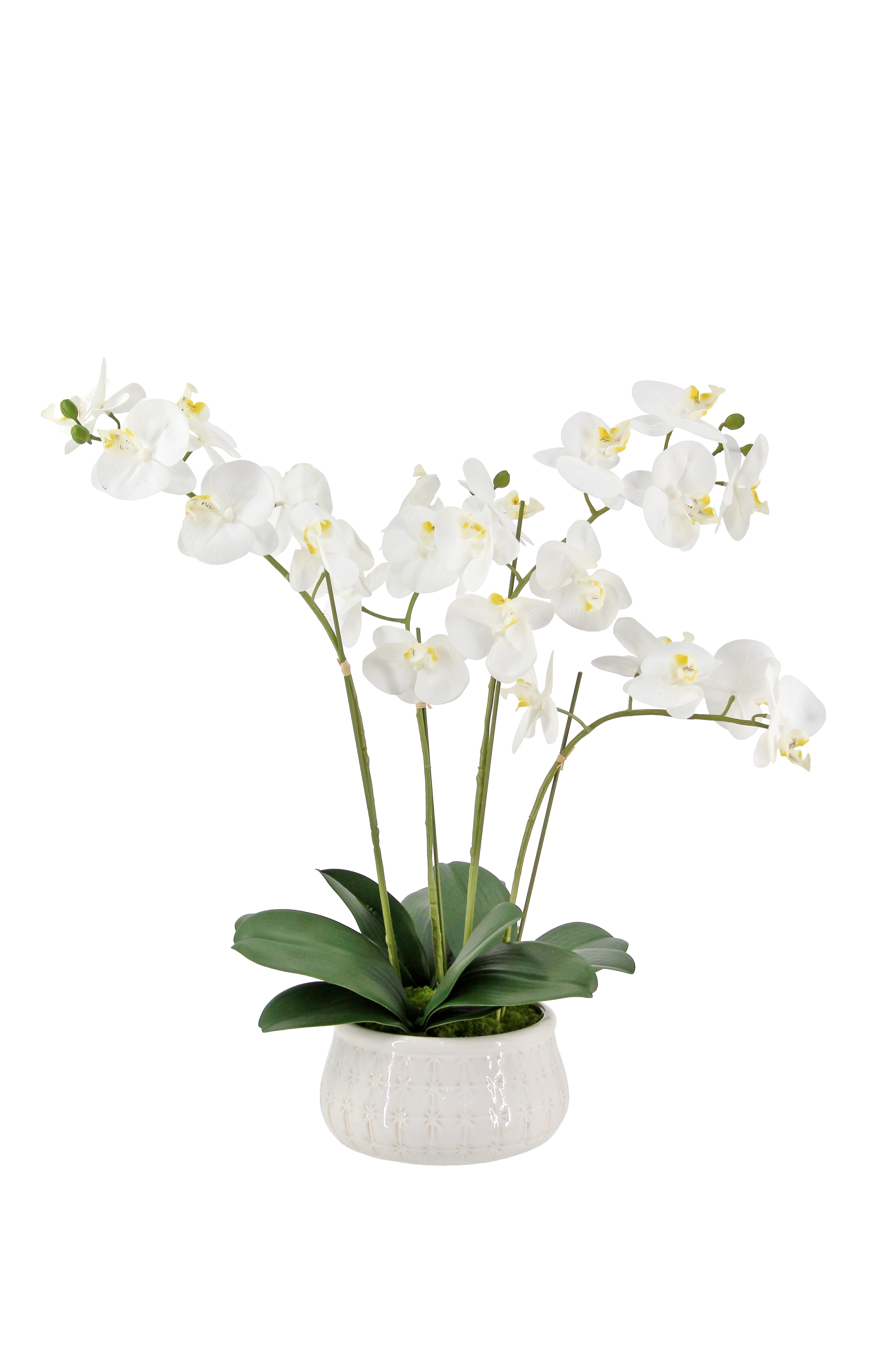 Lifelike 23" Faux Phalaenopsis Orchid