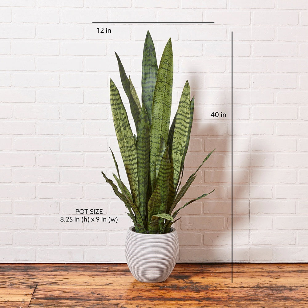 Premium Faux Snake Plant Sizing