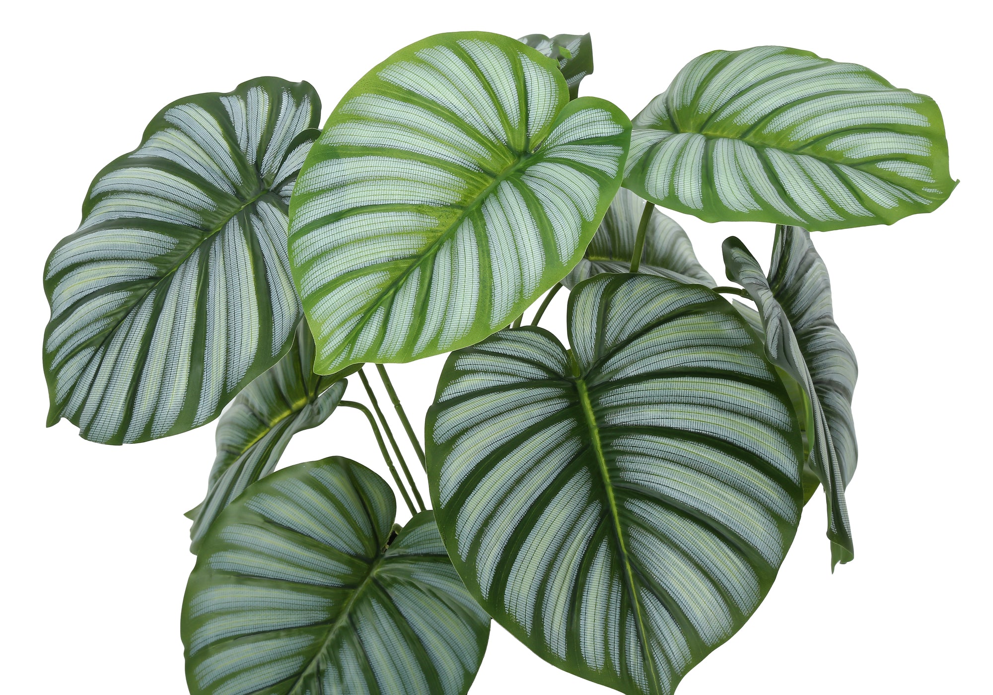 24" Tall Artificial Calathea Plant with Black Pot