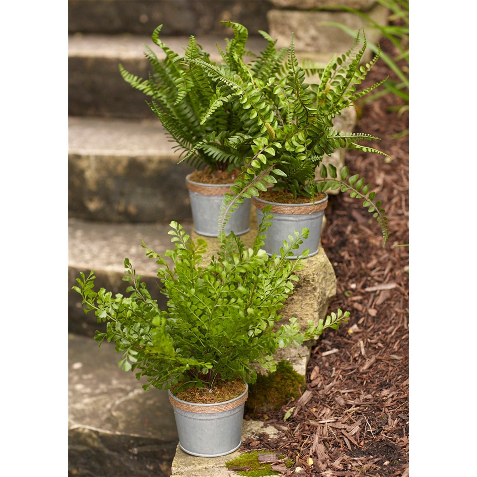 Assorted Fern Plant in Tin Pot with Jute Accent, Set of 3 - Faux Floral Arrangements