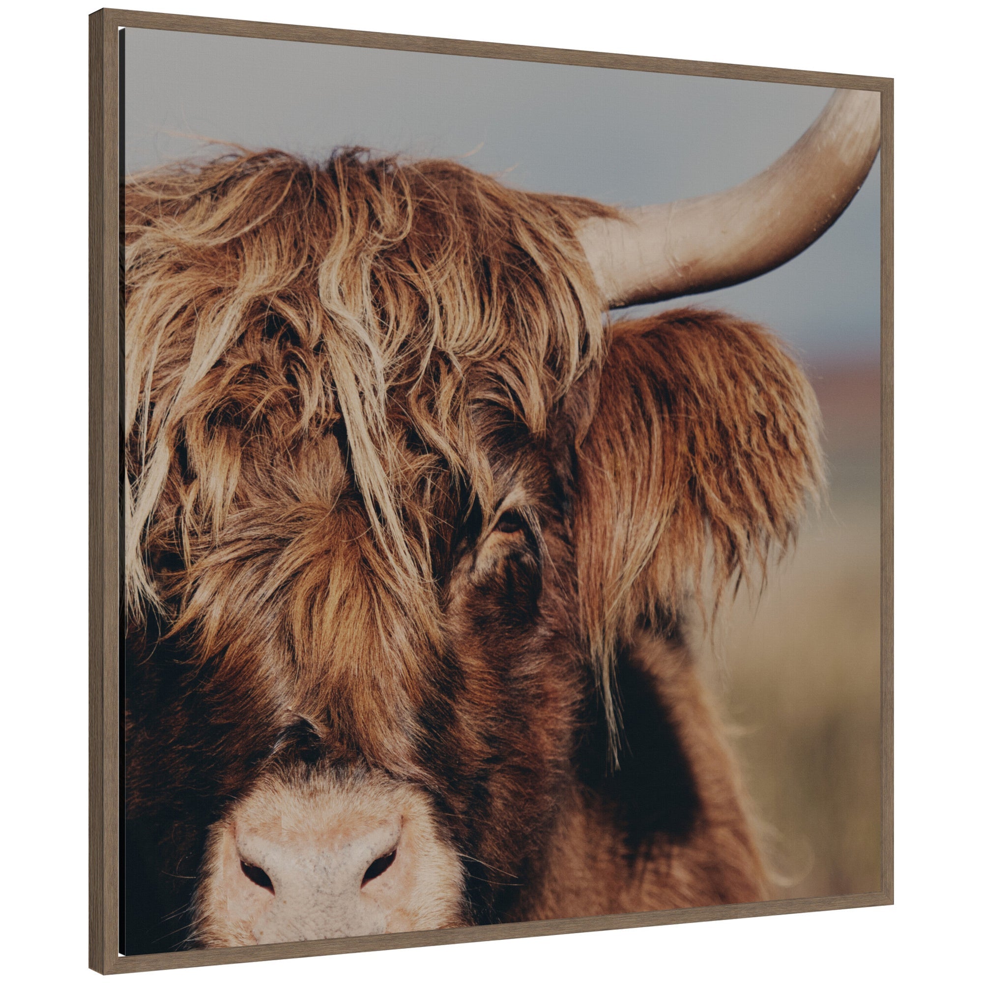 Nosy Highland by Laura Evans Framed Canvas Wall Art Print