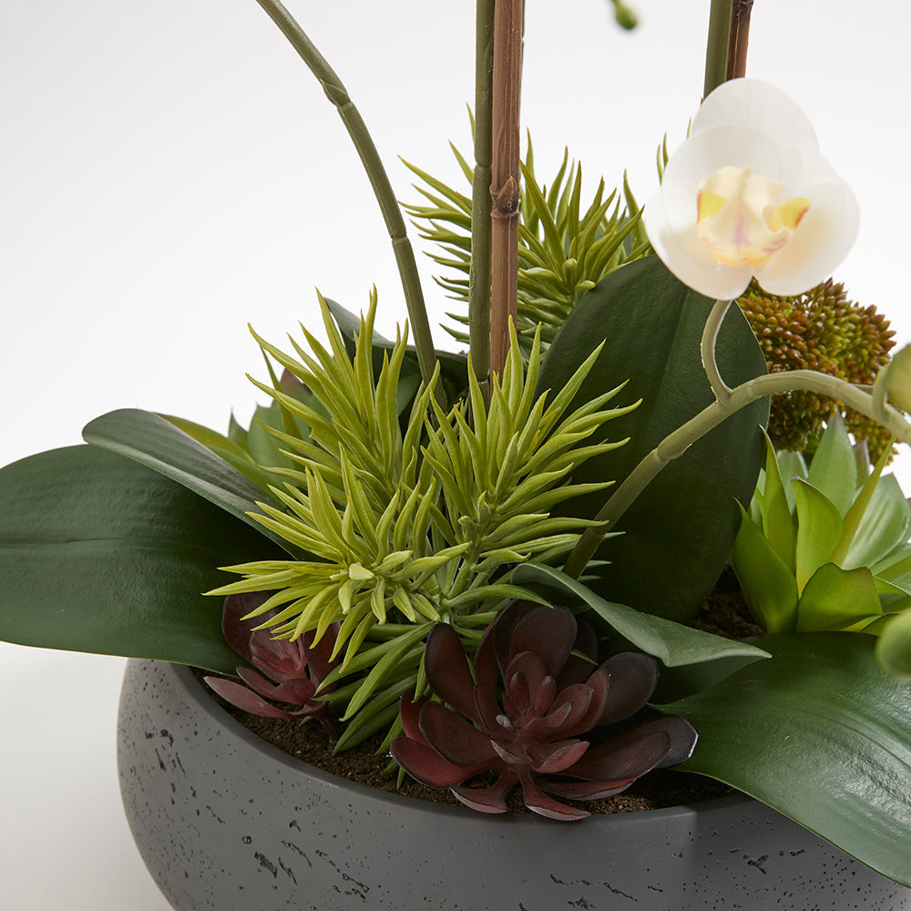Faux Orchid with Succulents offering a multitude of beautiful white and cream blooms with a mixture of artificial succulents in a gray pot