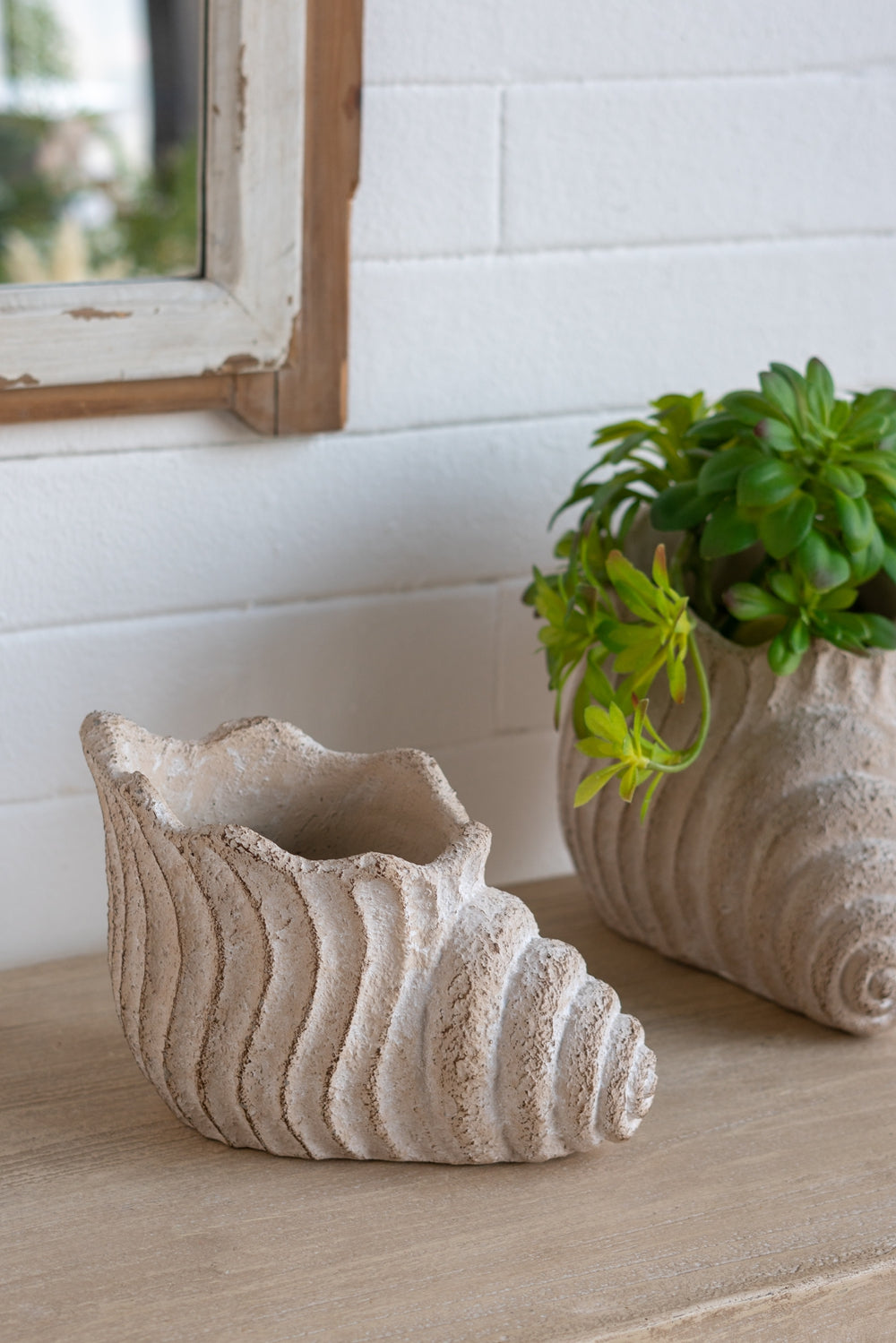 Conch Shell Planter with Textured Finish