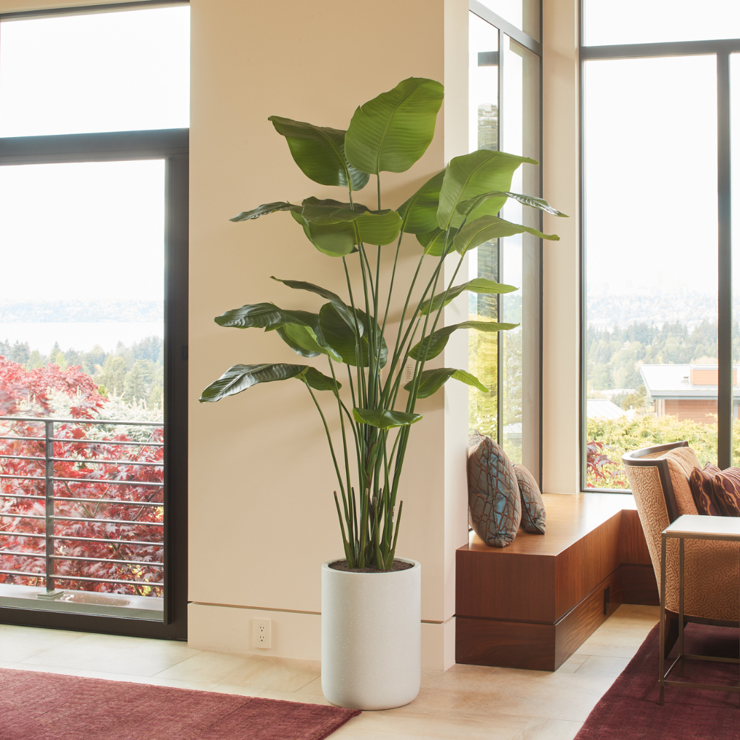 Faux Bird of Paradise with Pot, 8 ft