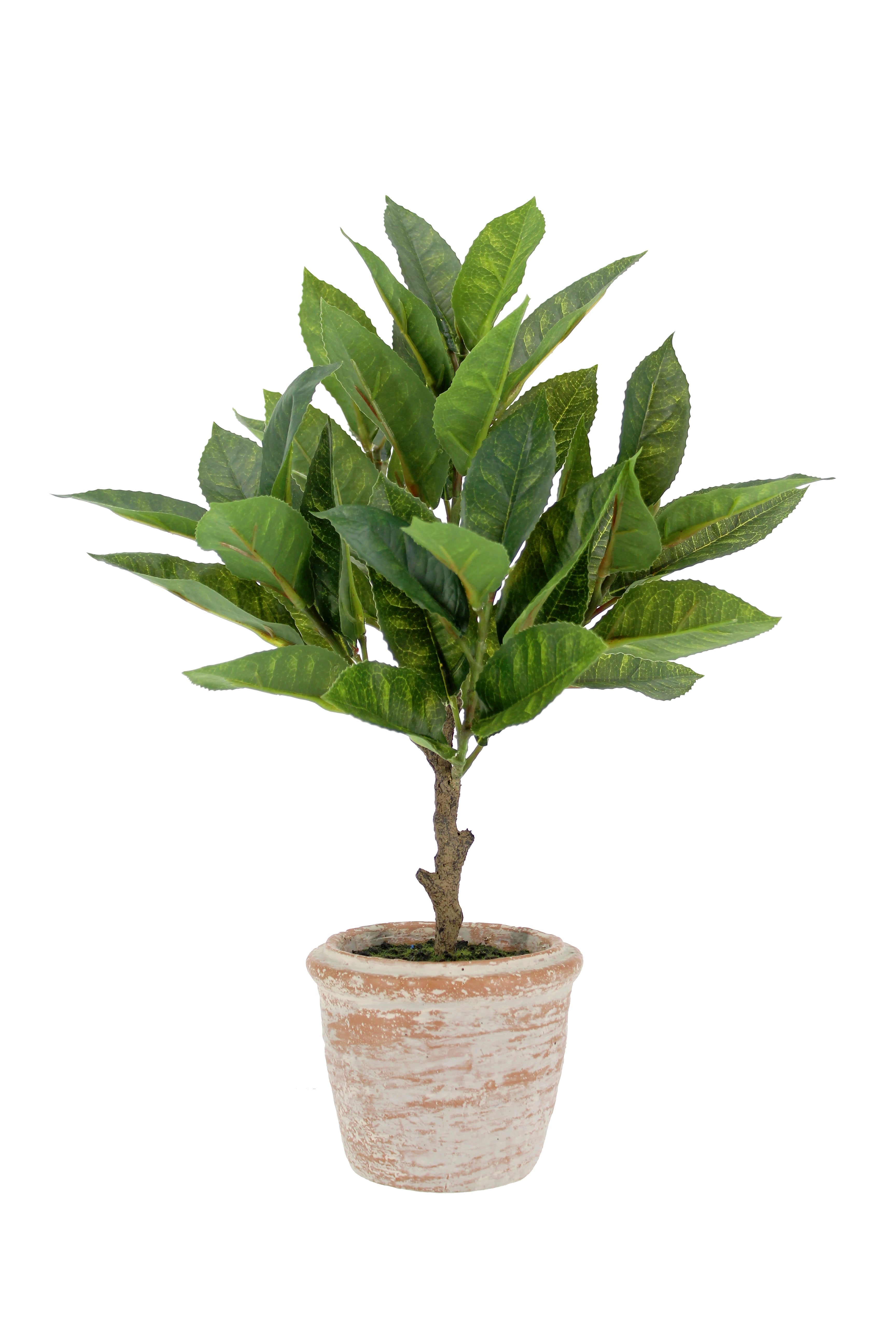 Faux 10 in Eucalyptus and 16 in Citrus Topiary Set