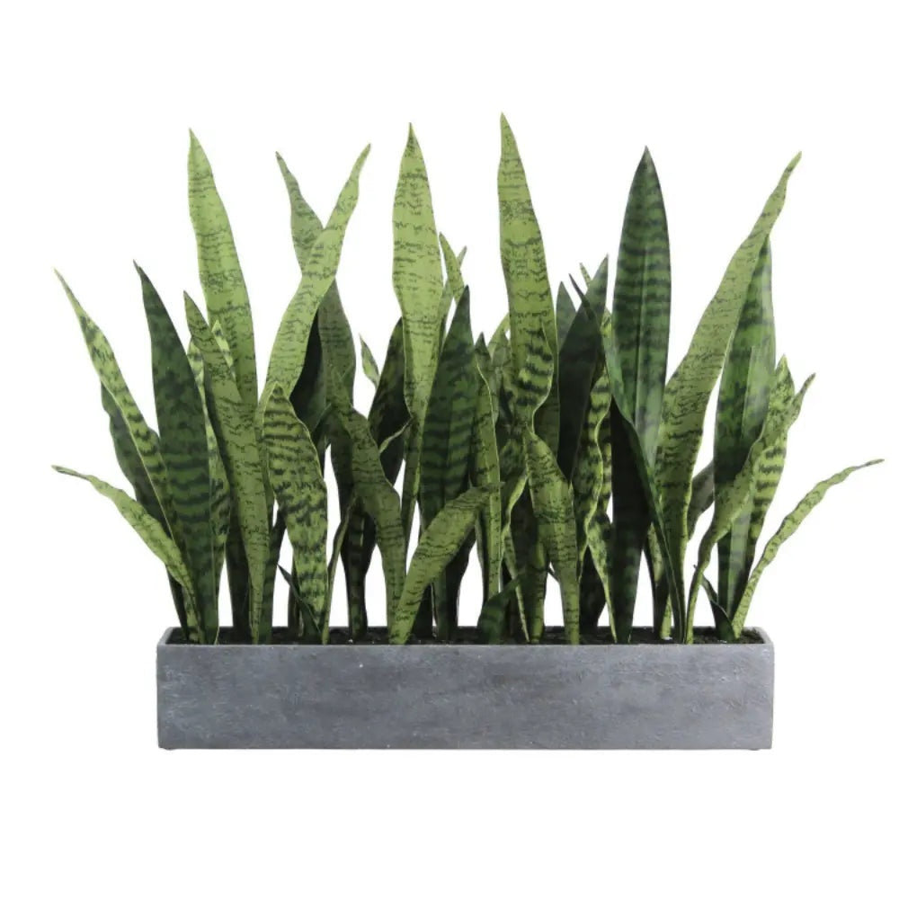 27" Potted Snake Plant