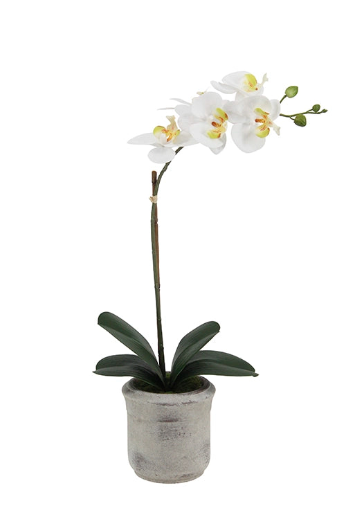 22" Artificial White Phalaenopsis Orchids, Set of 2