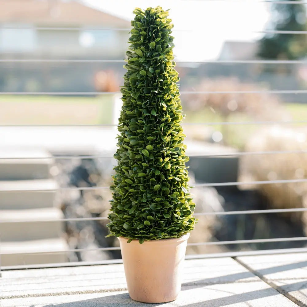 24" Artificial Boxwood Plant in Tapered Pot