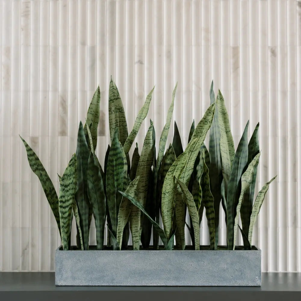 27" Potted Snake Plant