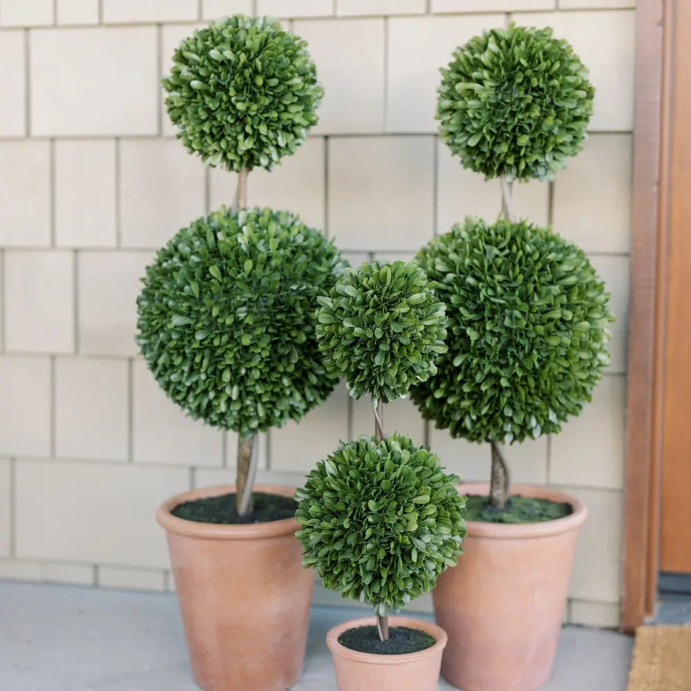 36" Double Boxwood Topiary in Pot