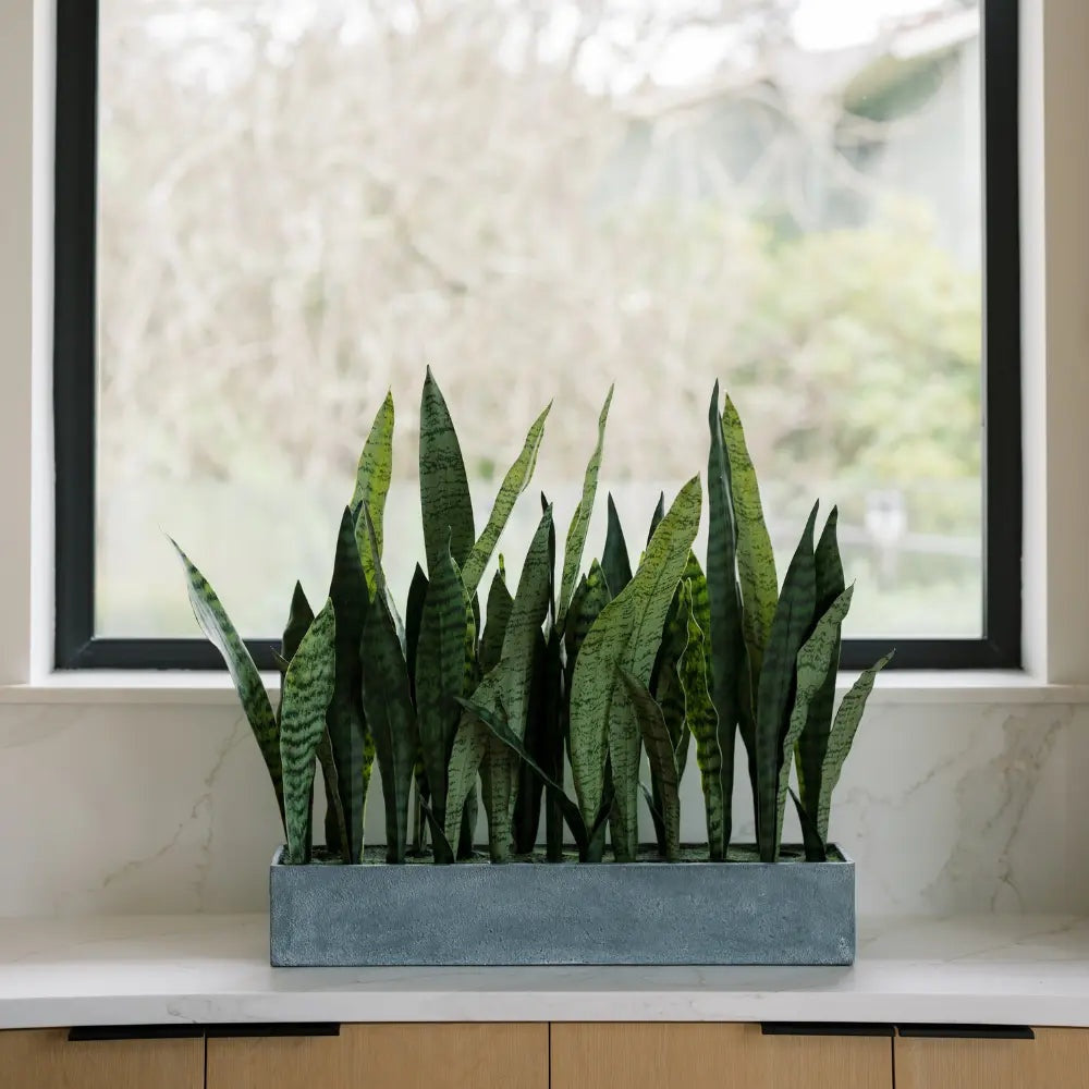 27" Potted Snake Plant