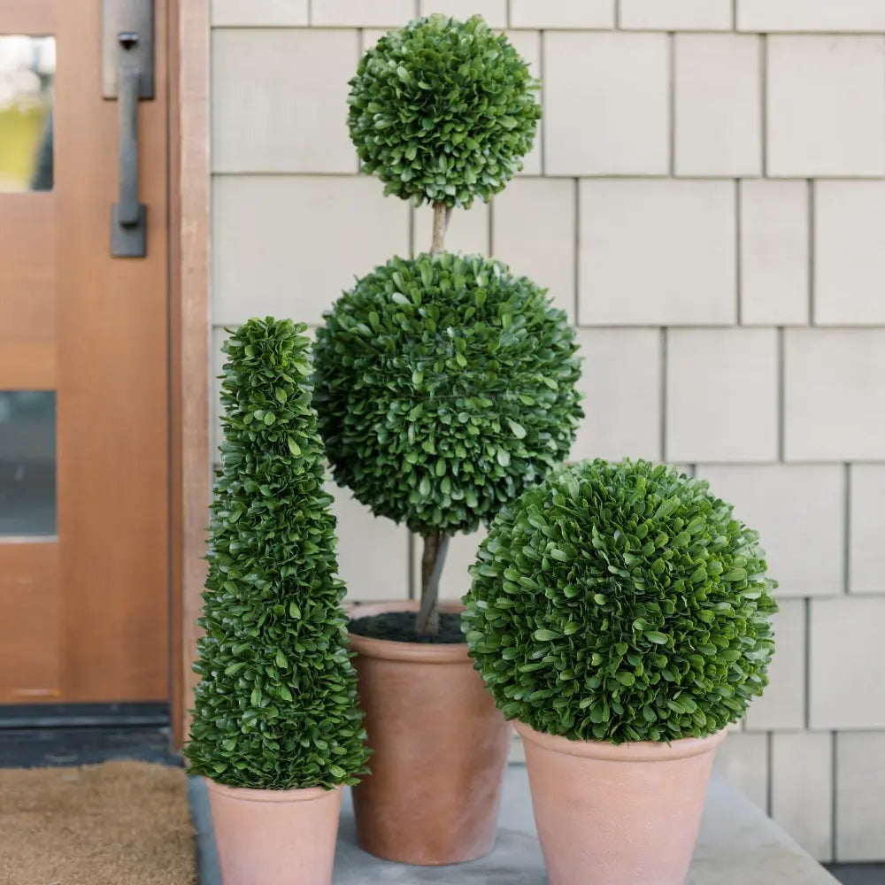 36" Double Boxwood Topiary in Pot
