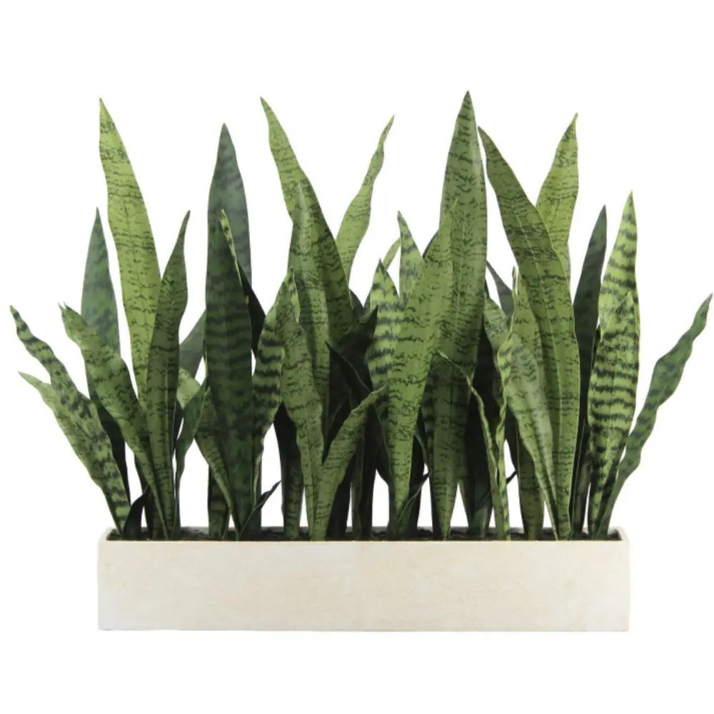 27" Potted Snake Plant