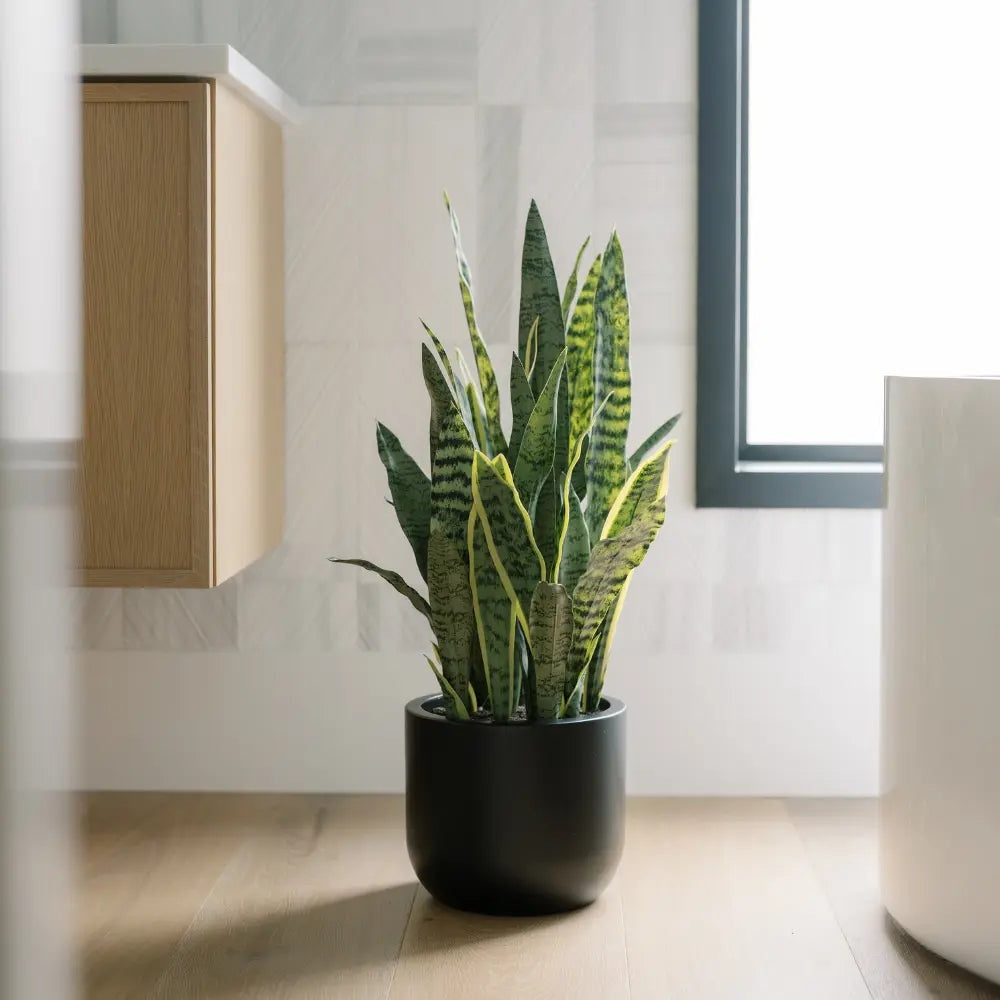 30" Artificial Snake Plants in Black Pots, Set of 2