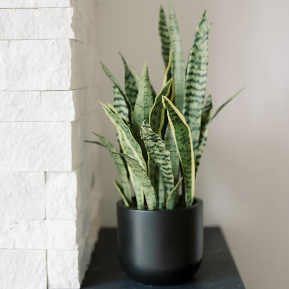 30" Artificial Snake Plants in Black Pots, Set of 2
