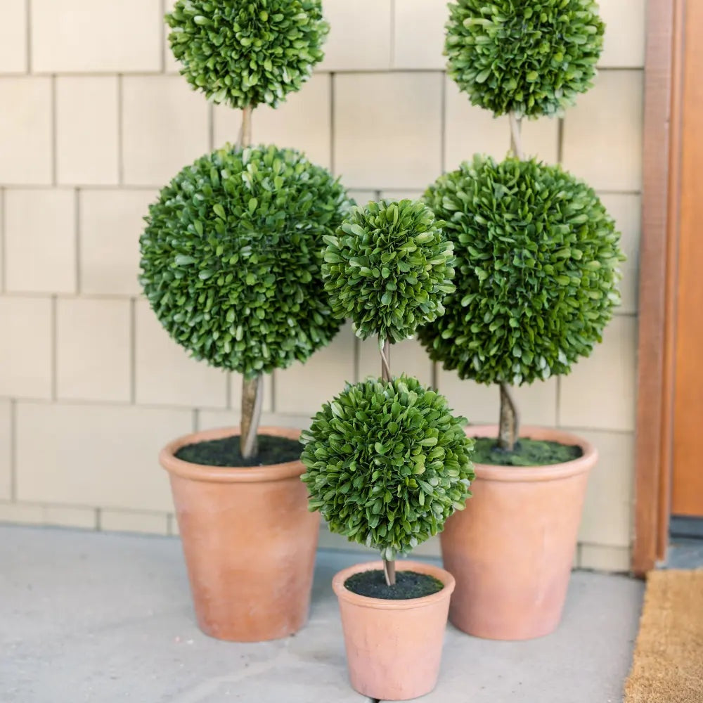 24" Artificial Boxwood Plant in Topiary Pot