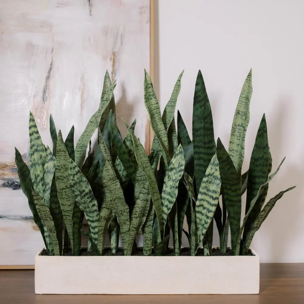 27" Potted Snake Plant