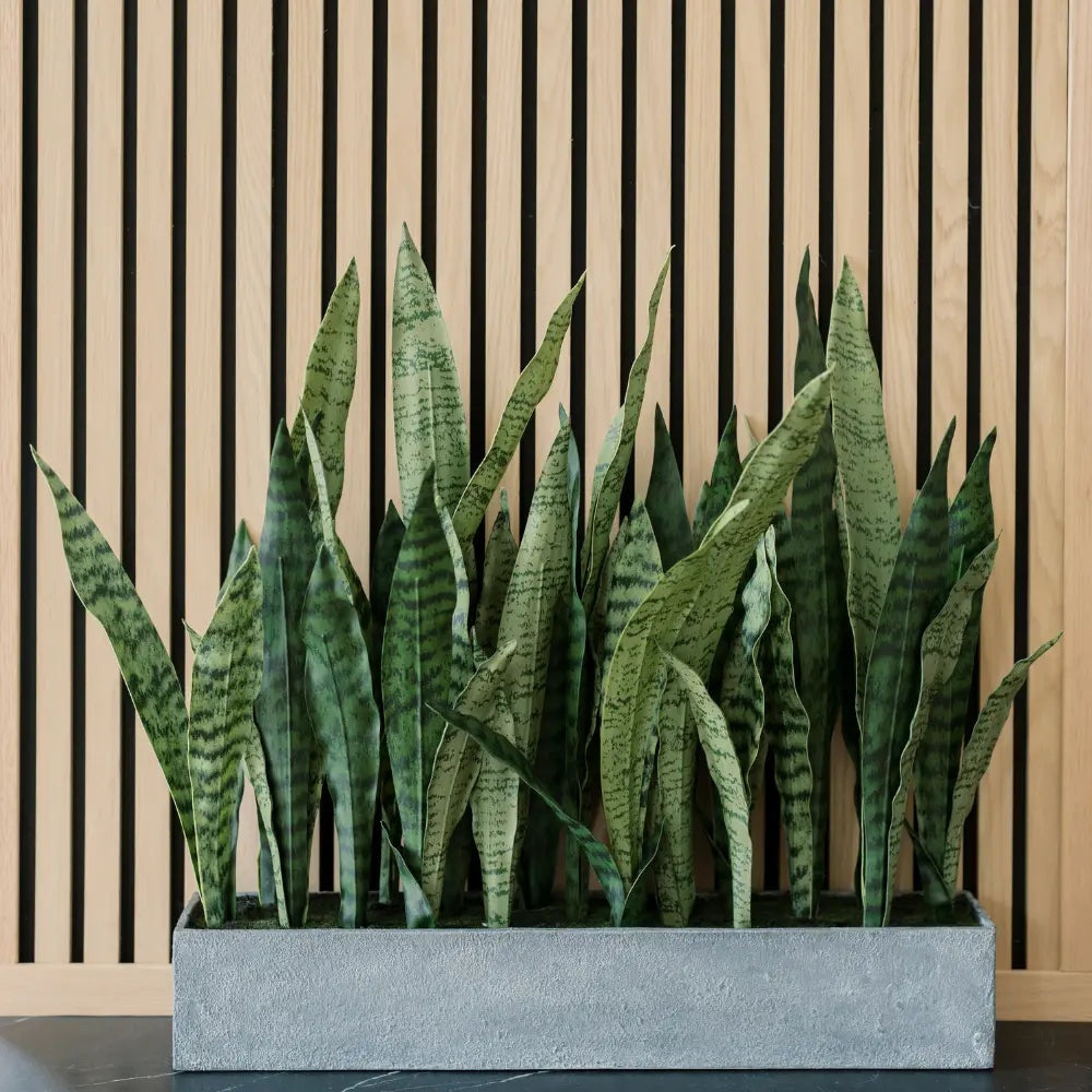27" Potted Snake Plant