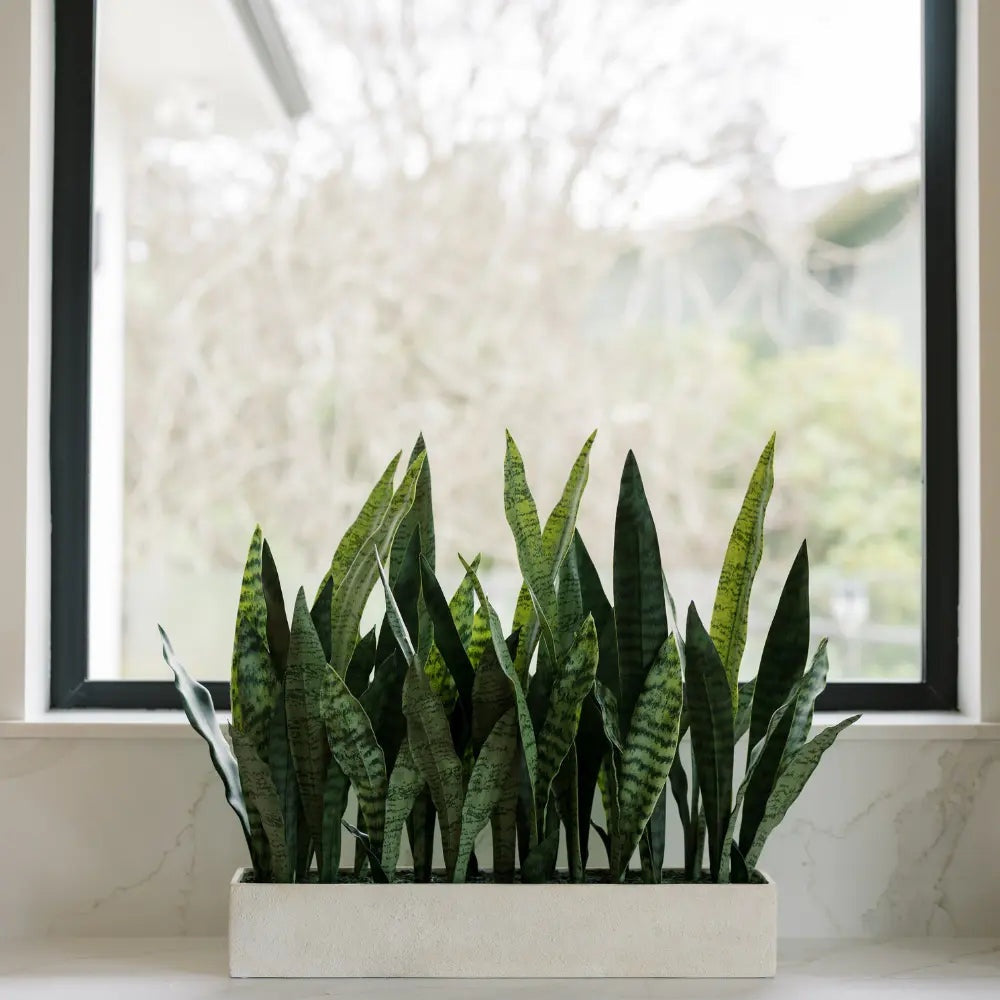 27" Potted Snake Plant