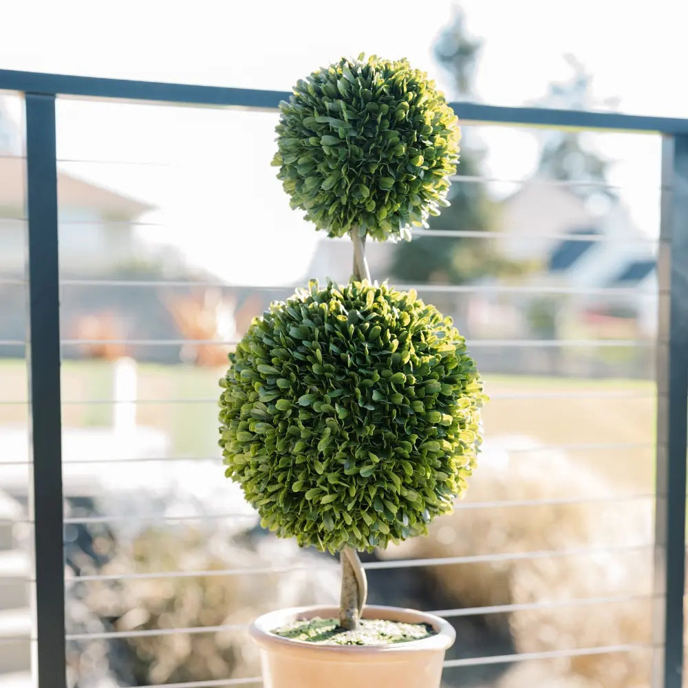 36" Double Boxwood Topiary in Pot
