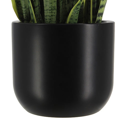 30" Snake Plant