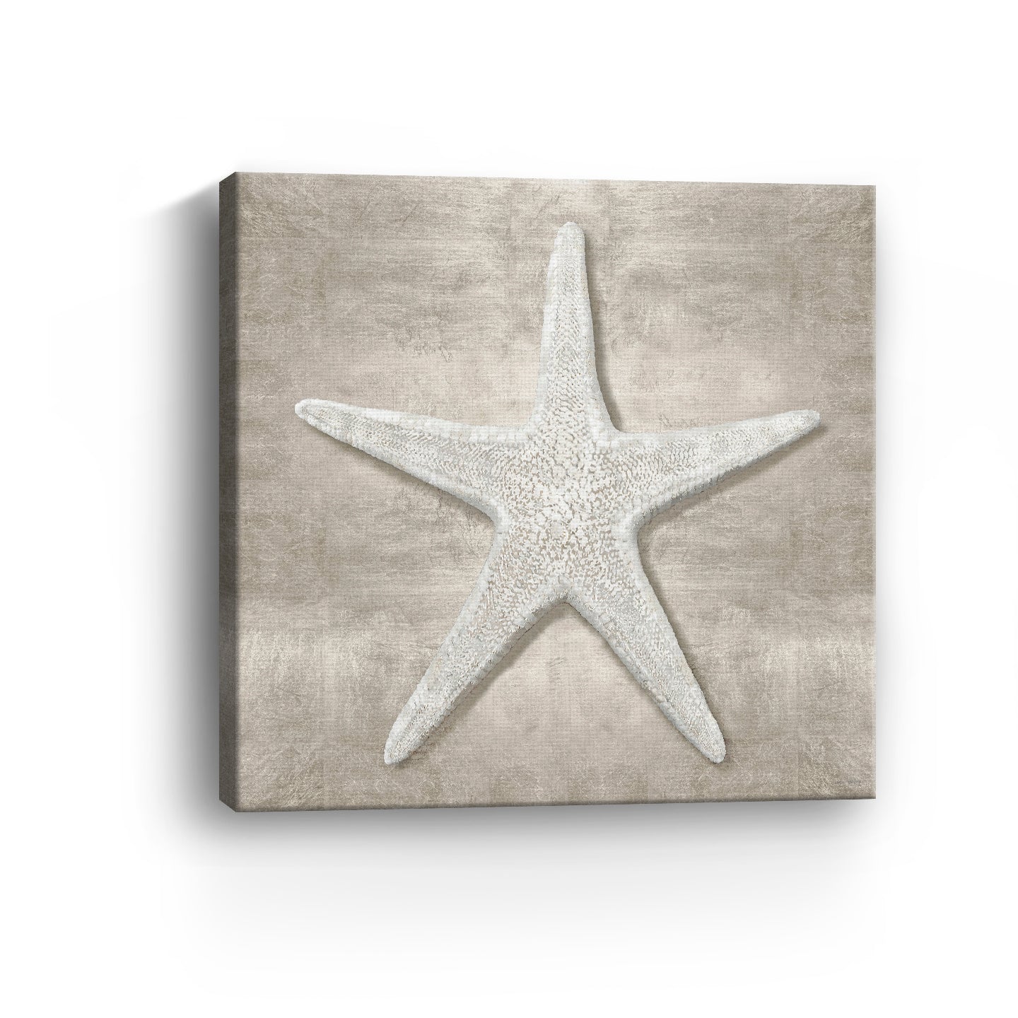 Pewter Seashells III Canvas Giclee - Canvas Wall Art